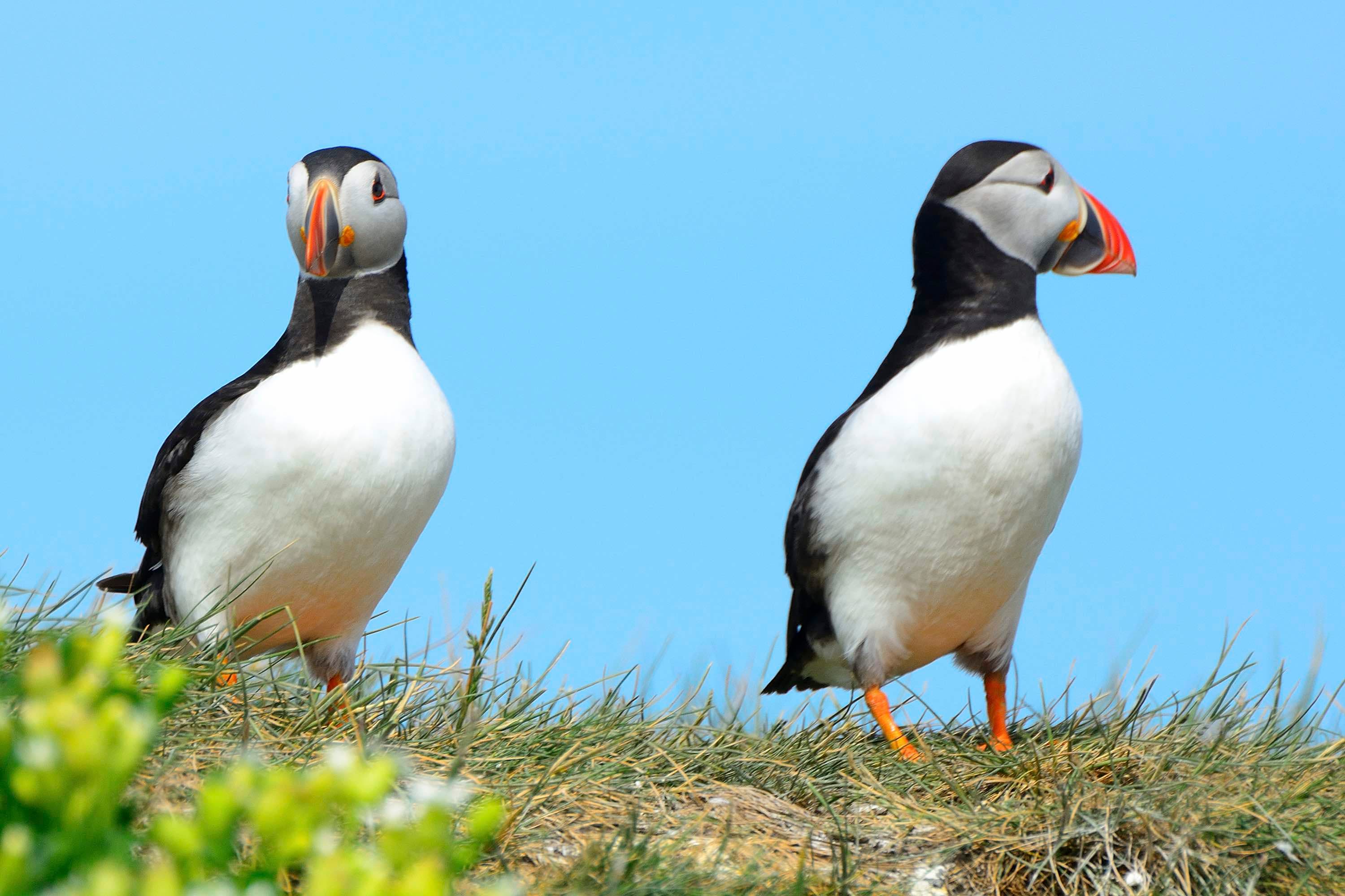 Whale Watching and Puffin Tour: Explore Iceland's Wildlife from Old Harbour in Downtown Reykjavik - photo 2