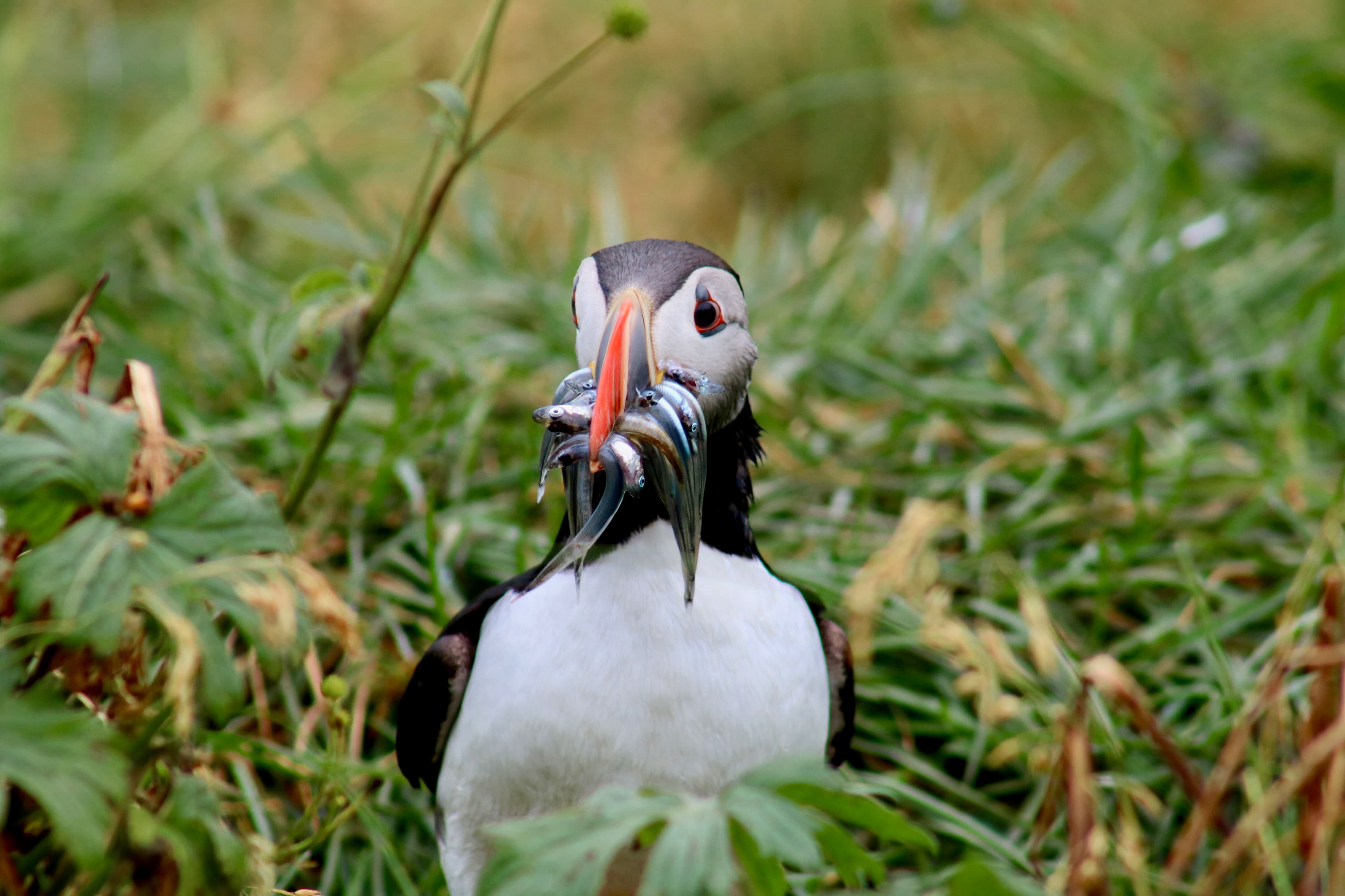 Reykjavík Premium Puffin Watching - photo 4