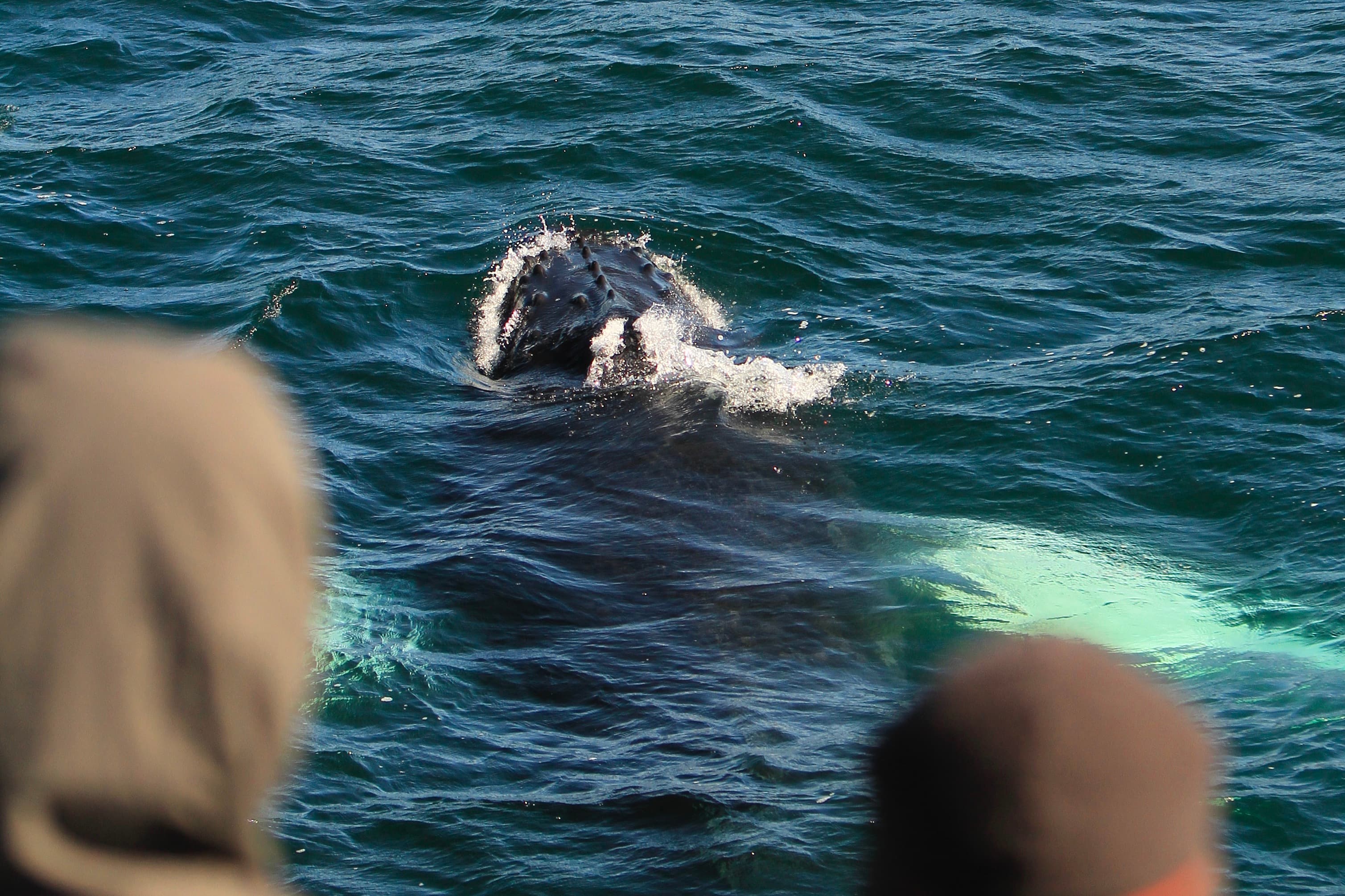 Reykjavík Whales & Puffins - photo 16