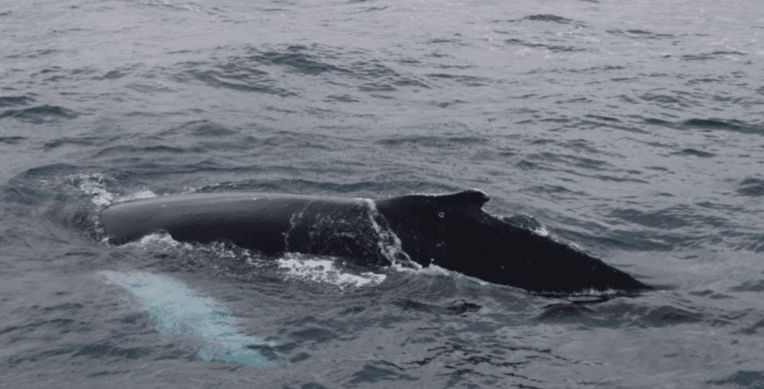 Whale Watching tour from Reykjavik - photo 11