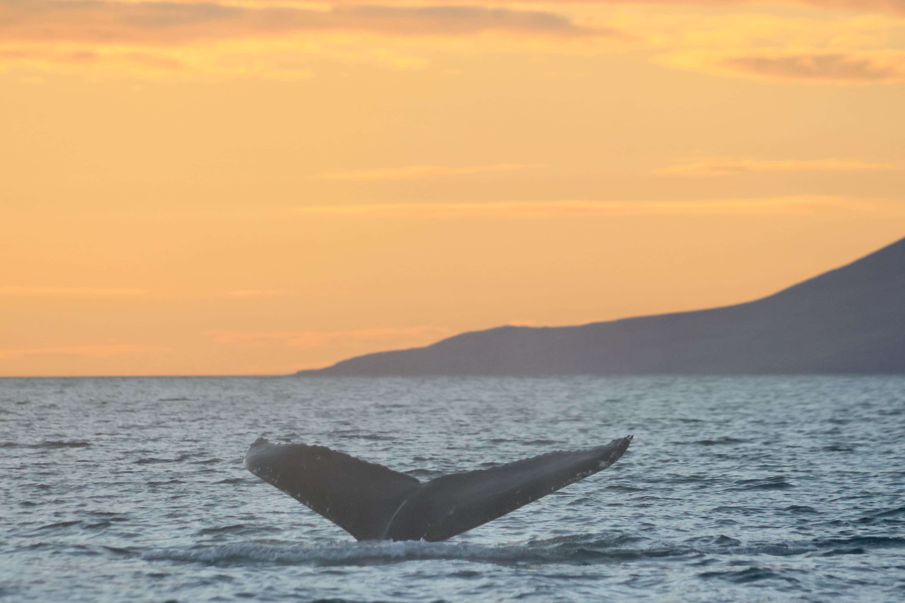 Akureyri Classic Whales in the Midnight Sun - photo 5