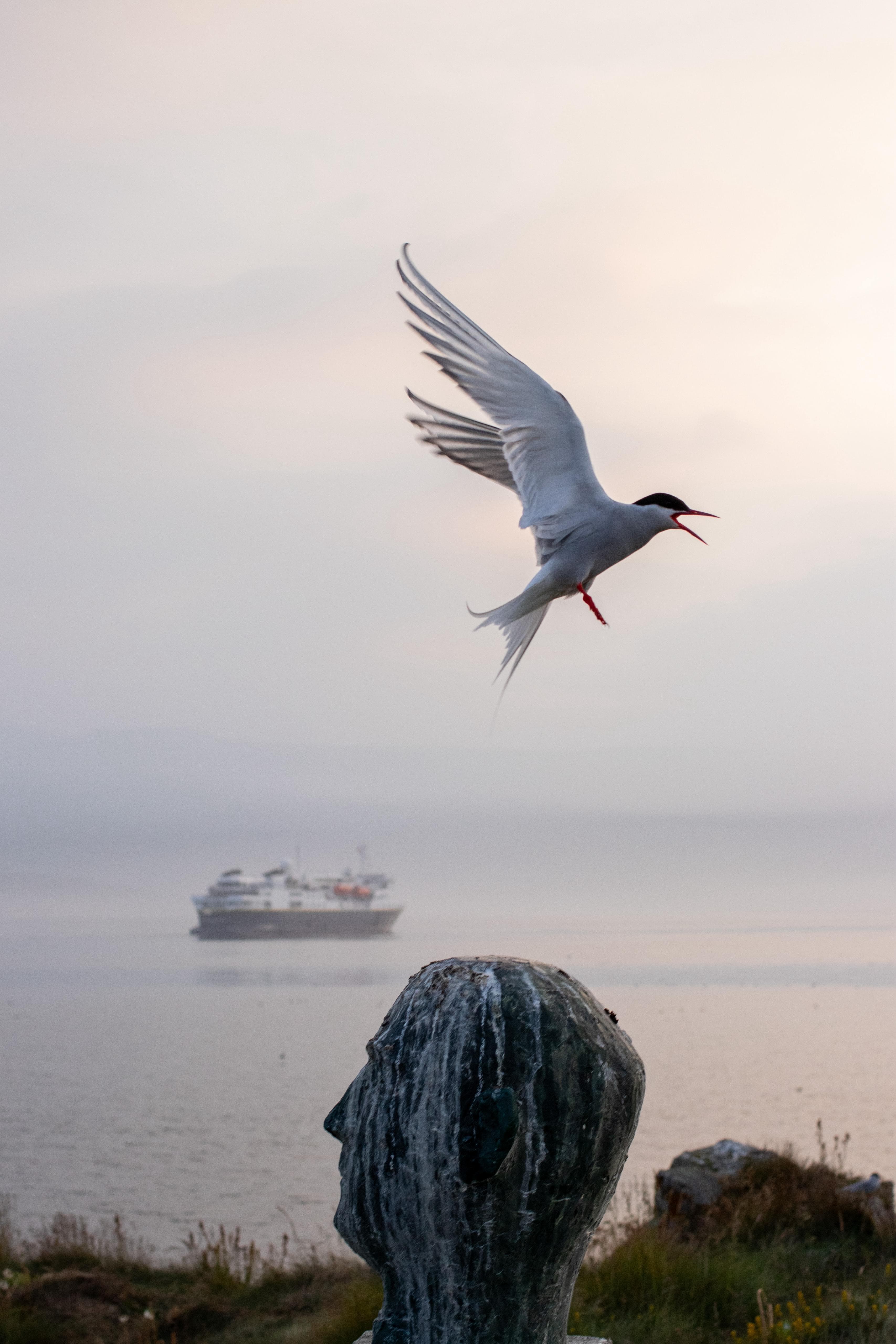Official Vigur Island Tour (with return boat transfer from Ísafjörður) - photo 3
