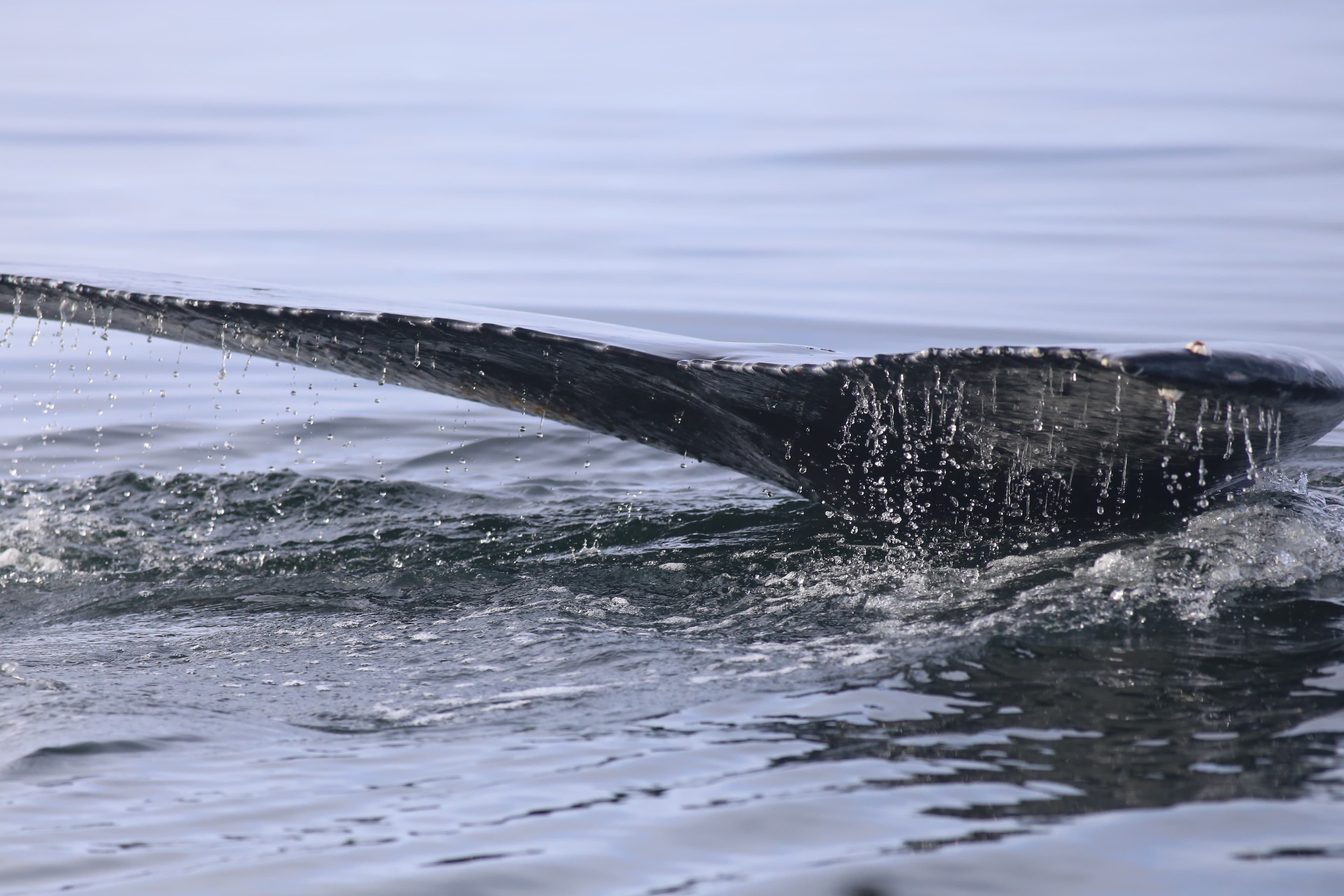 Best Value Whale Watching tour from Reykjavik - photo 32