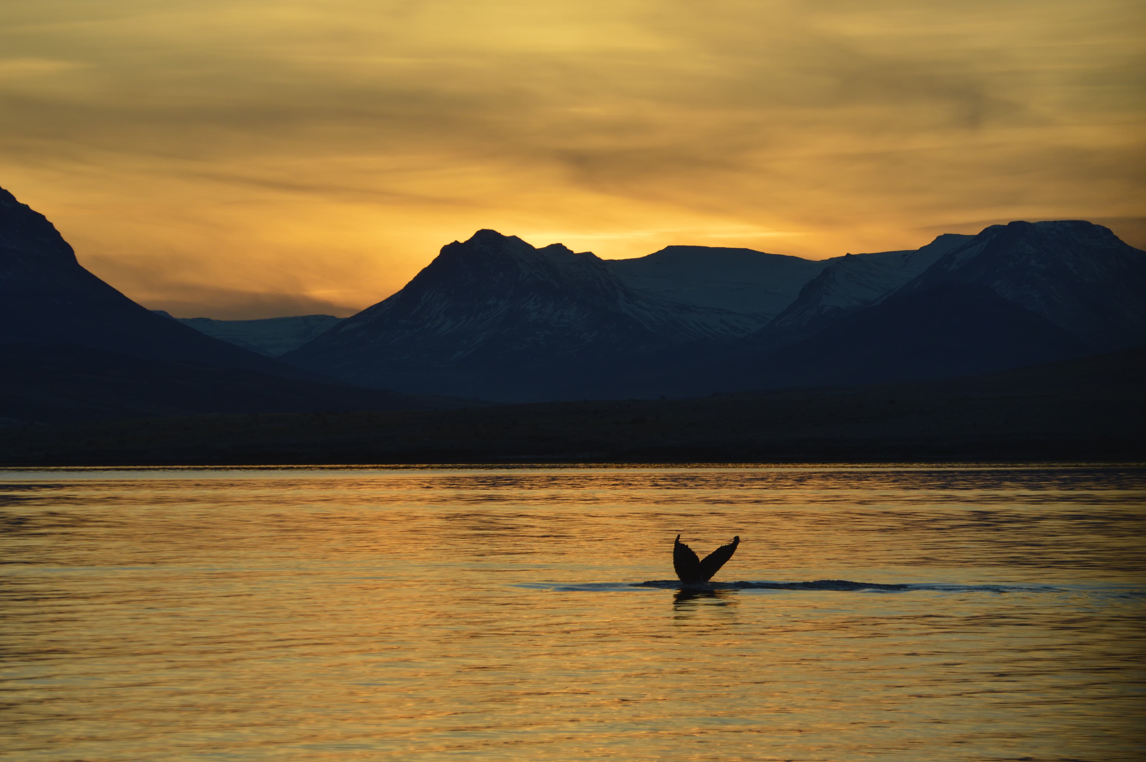 Akureyri Express Whales in the Midnight Sun - photo 2