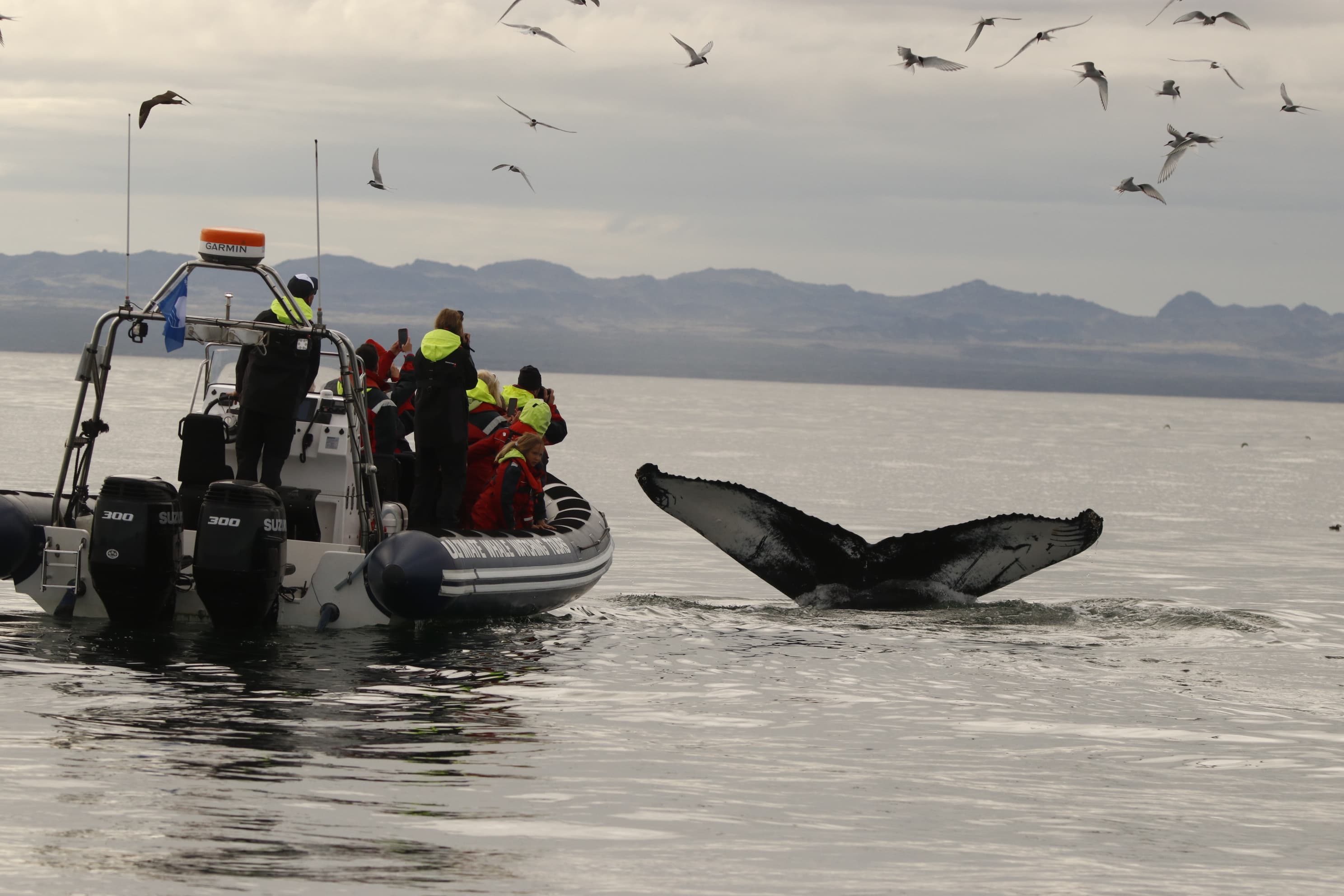 Whales, Puffins & Reykjavík - photo 18