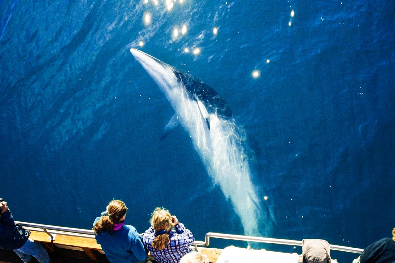 Silent Whale Watching (Carbon-Neutral) - photo 3