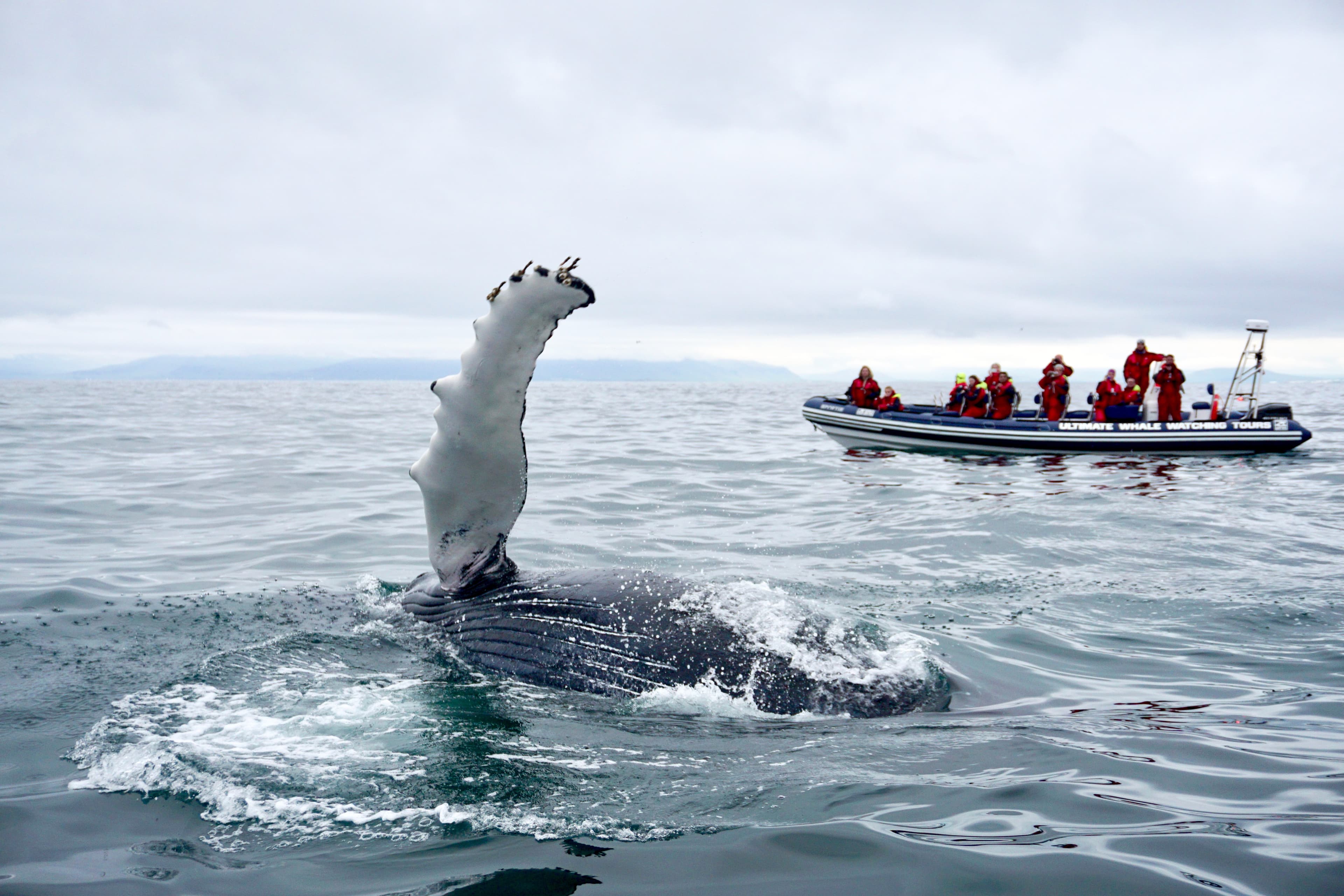 Reykjavík Premium Whale Watching - photo 2