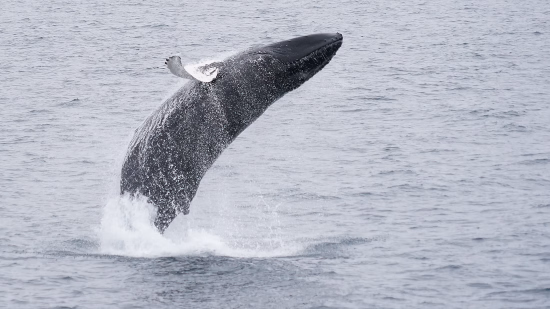 Whales & Waves: An Epic Marine Adventure Tour - photo 2