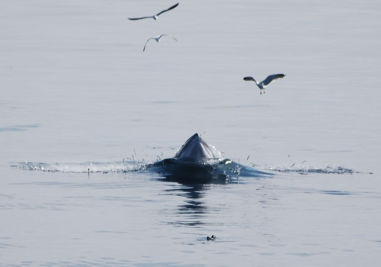 Reykjavík Whales & Imagine Peace Tower - photo 3