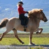 Horse Riding Tour and Explore Scenery in Gásir Akureyri - photo 4