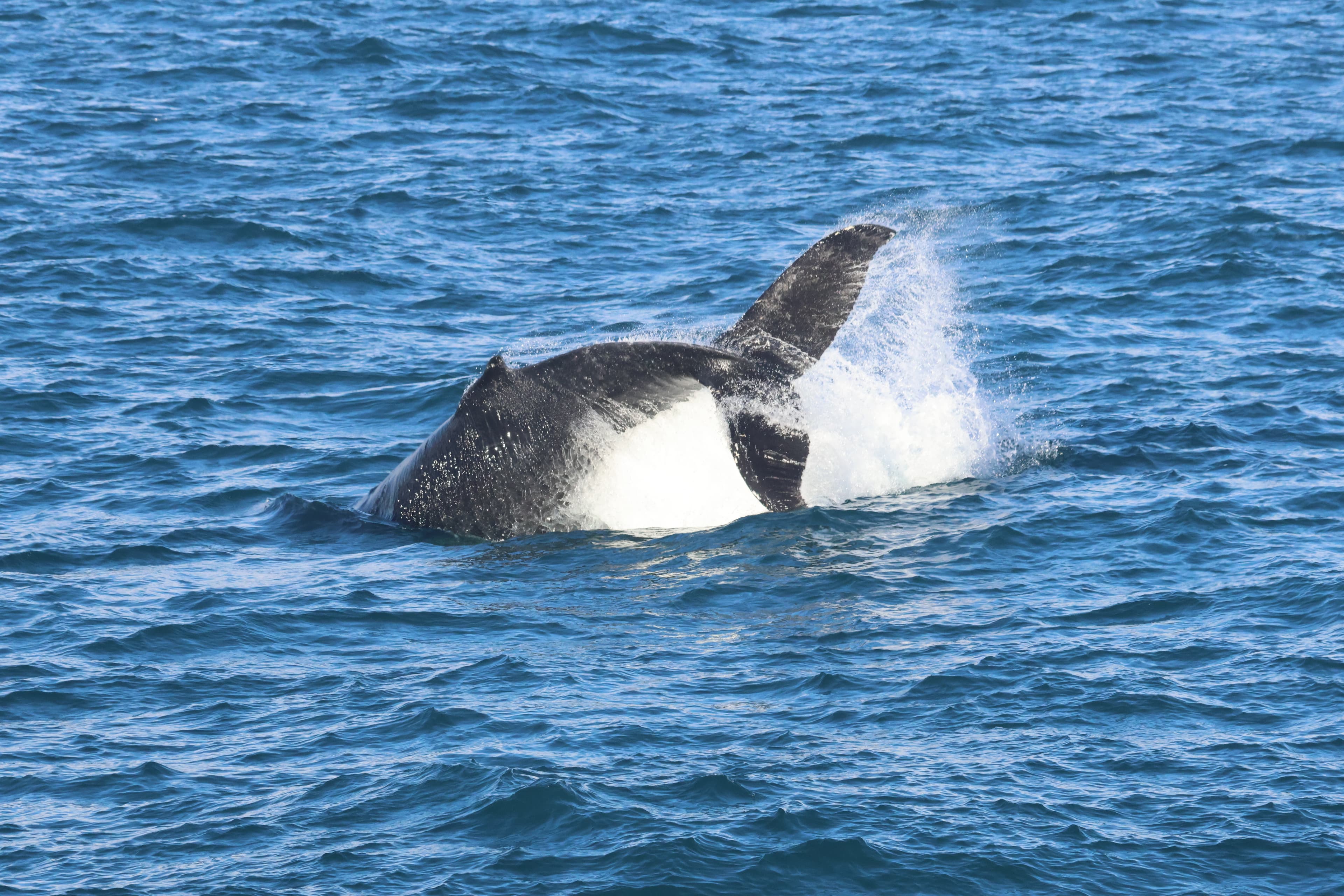 Reykjavík Whales & Buggy - photo 10