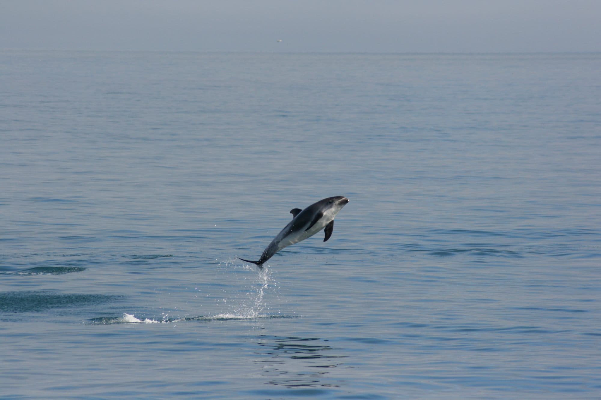 Classic Whale Watching from Dalvík - photo 13
