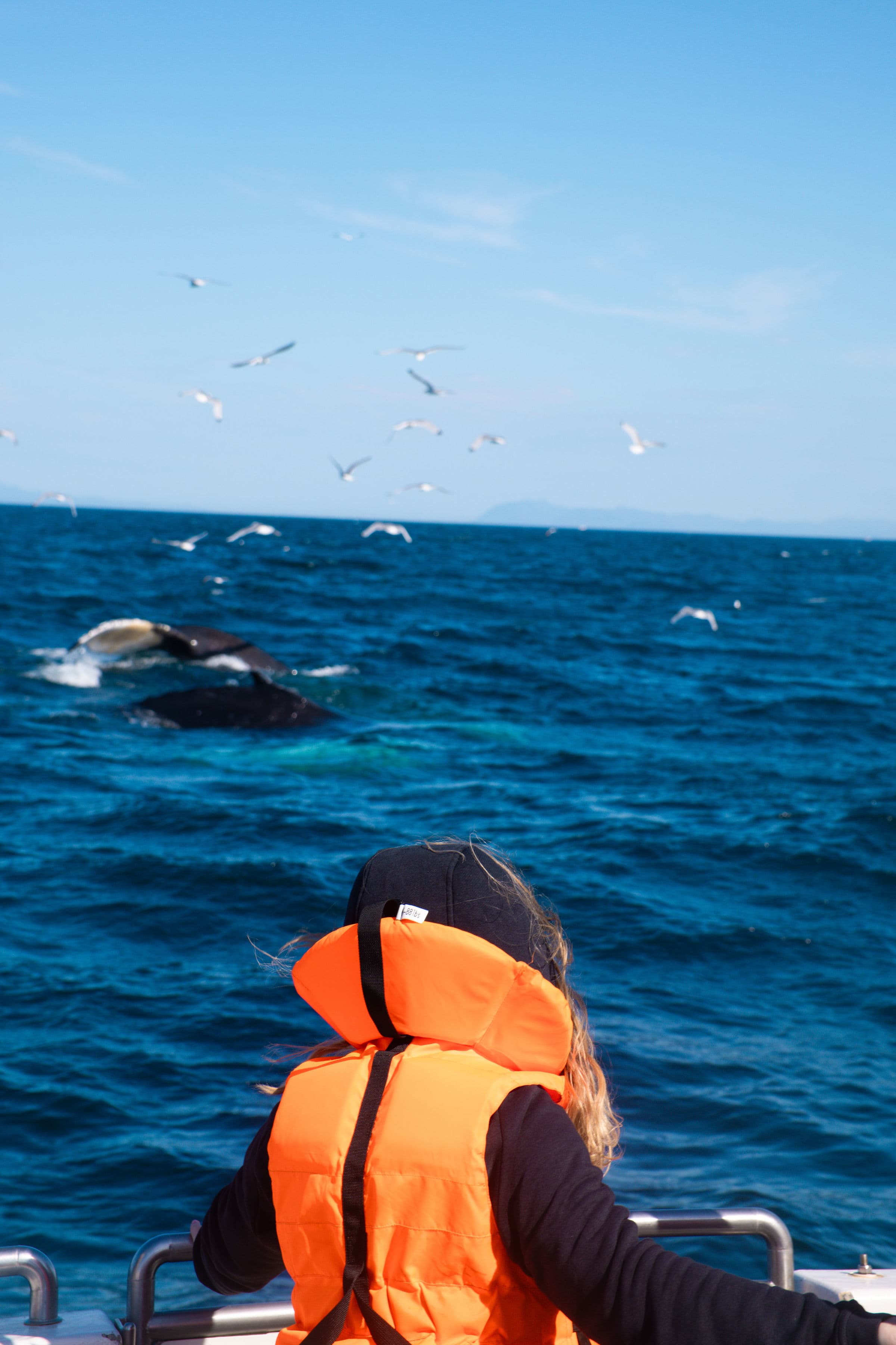 Whale Watching tour from Reykjavik - photo 2