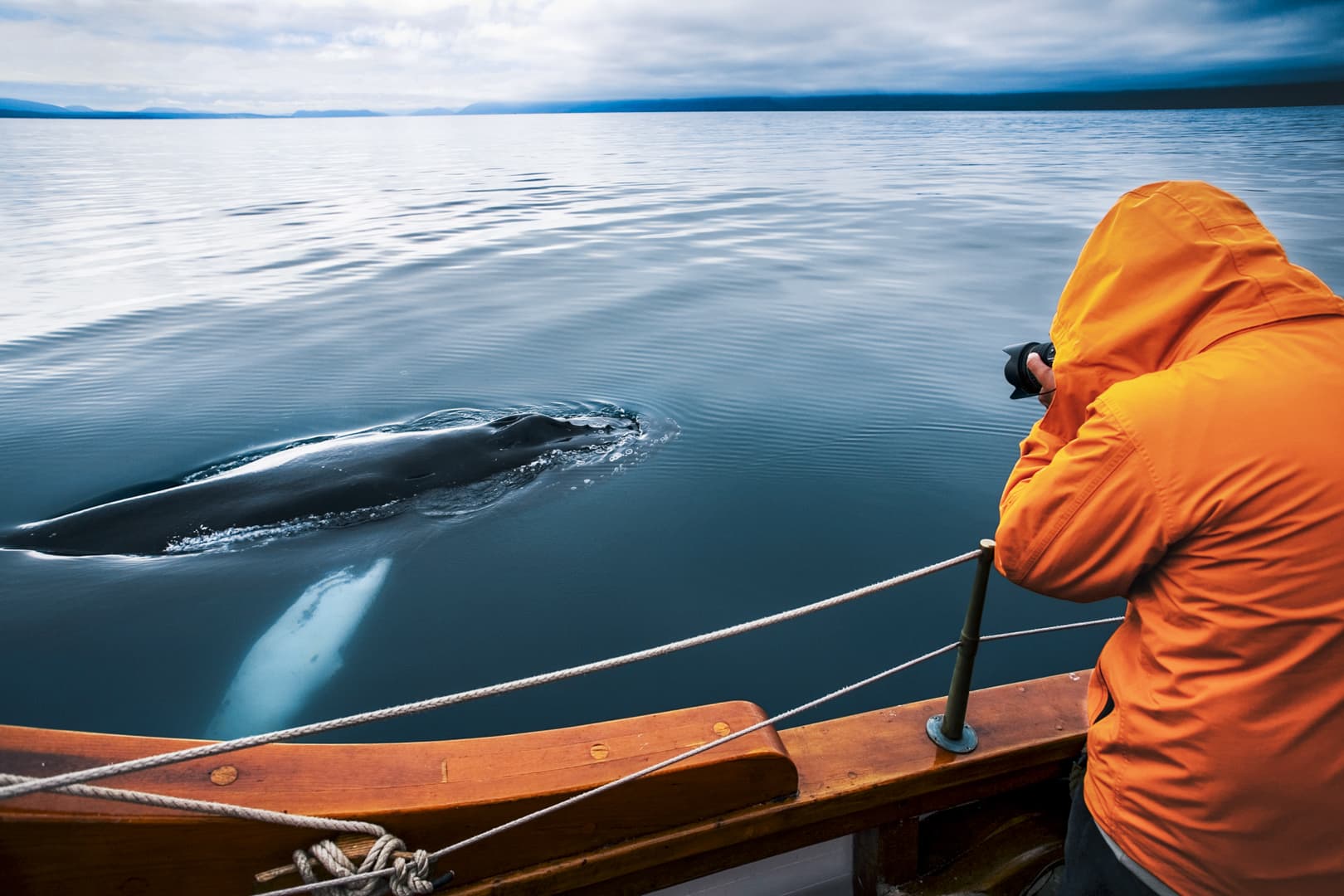 Silent Whale Watching (Carbon-Neutral) - photo 2