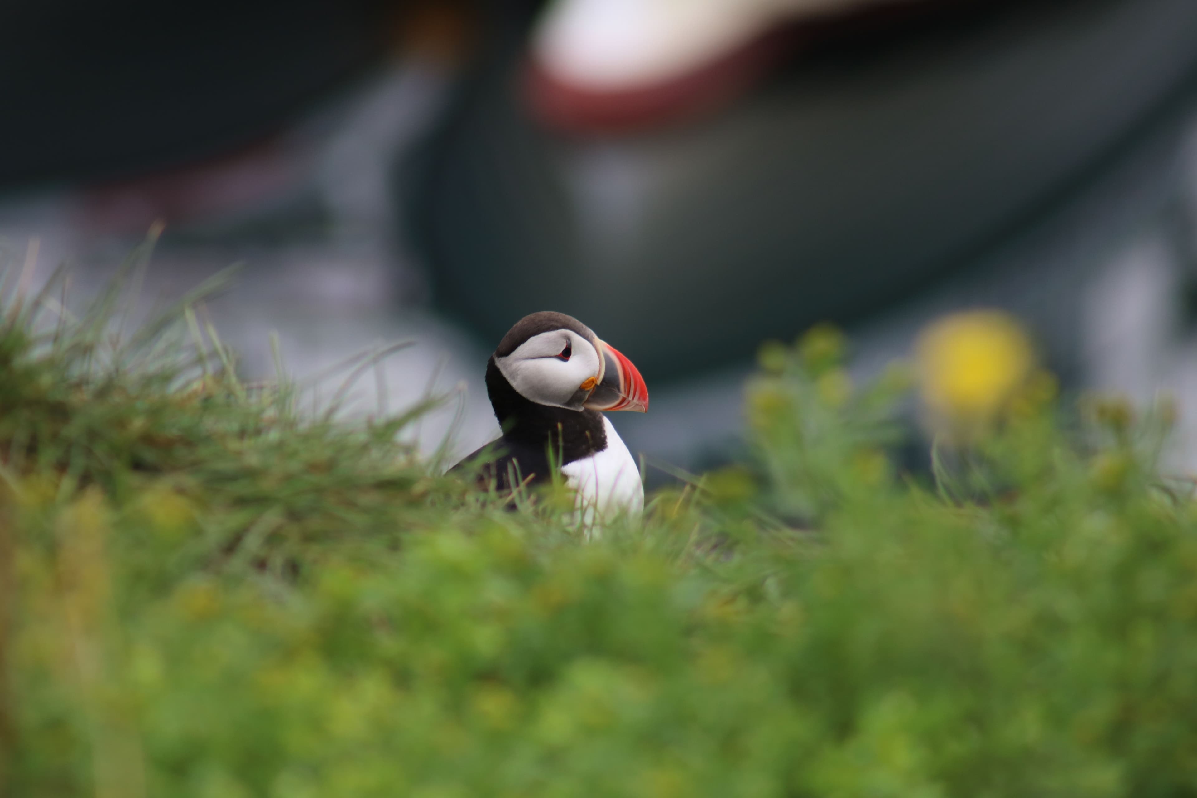 Reykjavík Premium Puffin Watching - photo 3