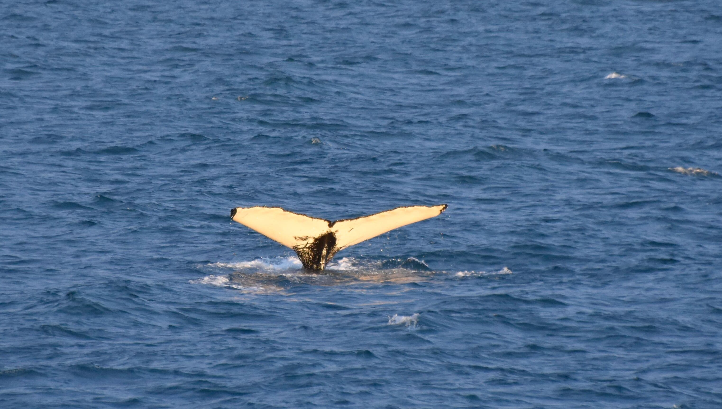 Whales & FlyOver Iceland - photo 7