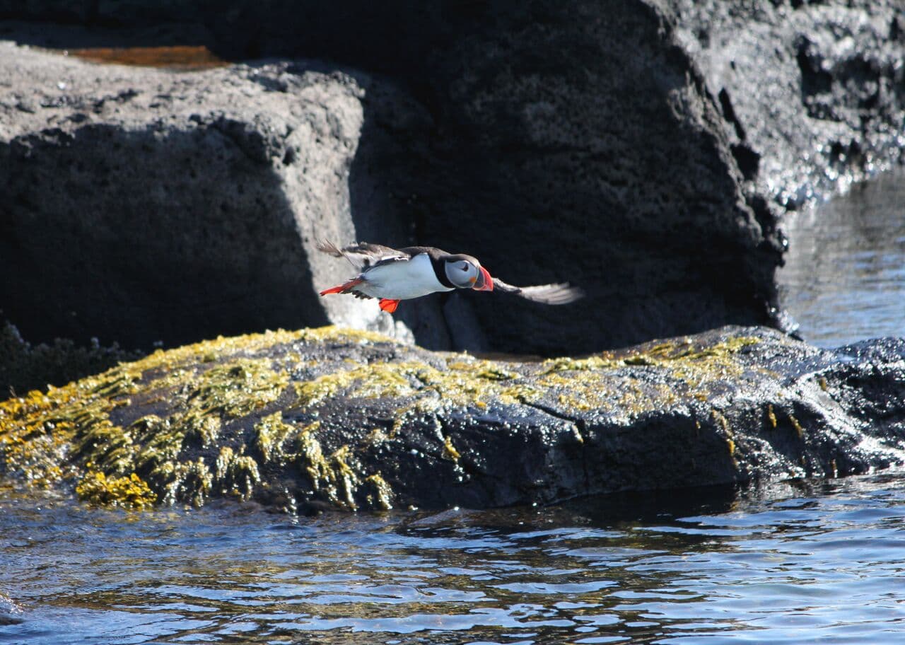 Reykjavík Premium Puffin Watching