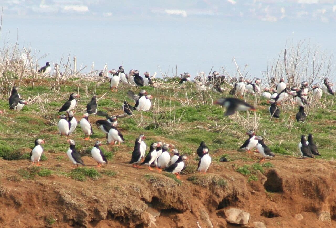 Reykjavík Premium Puffin Watching - photo 9