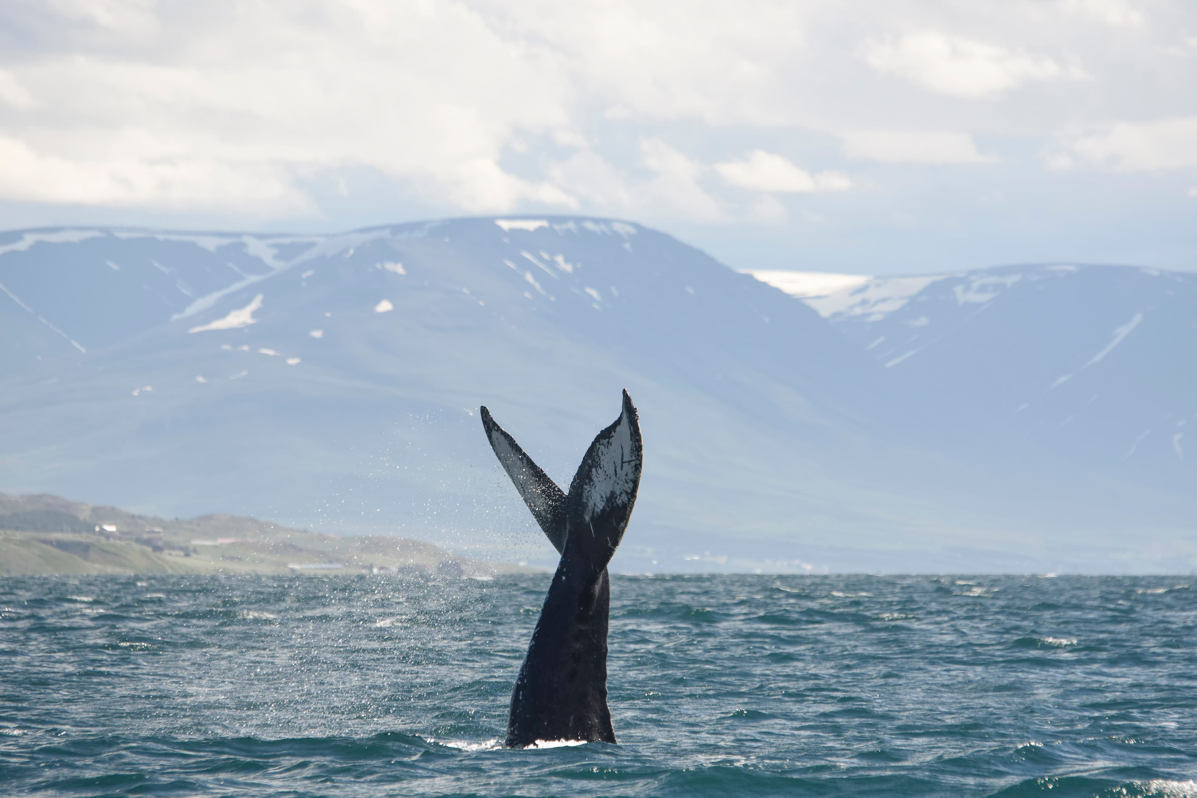 Akureyri Express Whales & Eyjafjord - photo 10