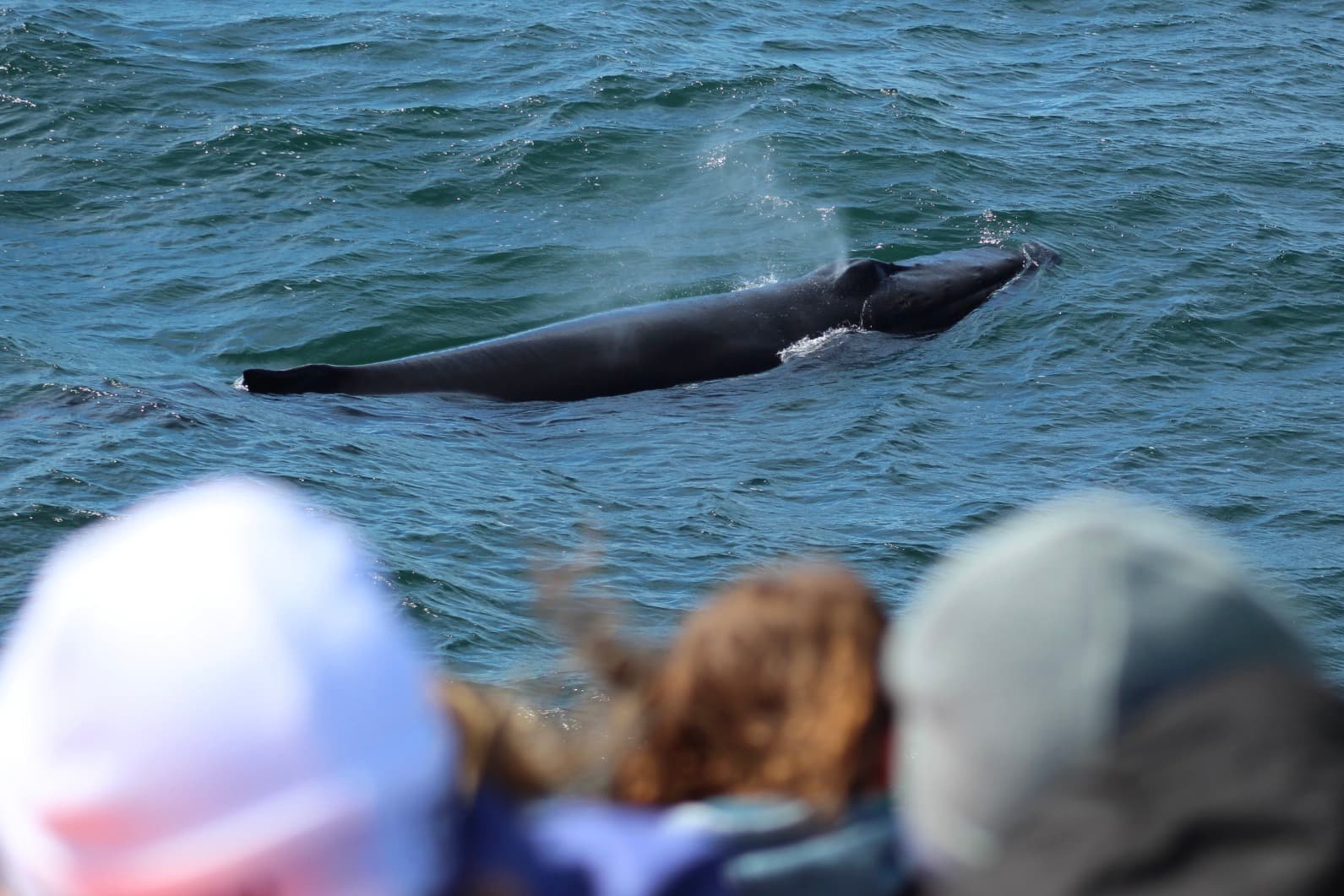 Reykjavík Whales & Puffins - photo 11