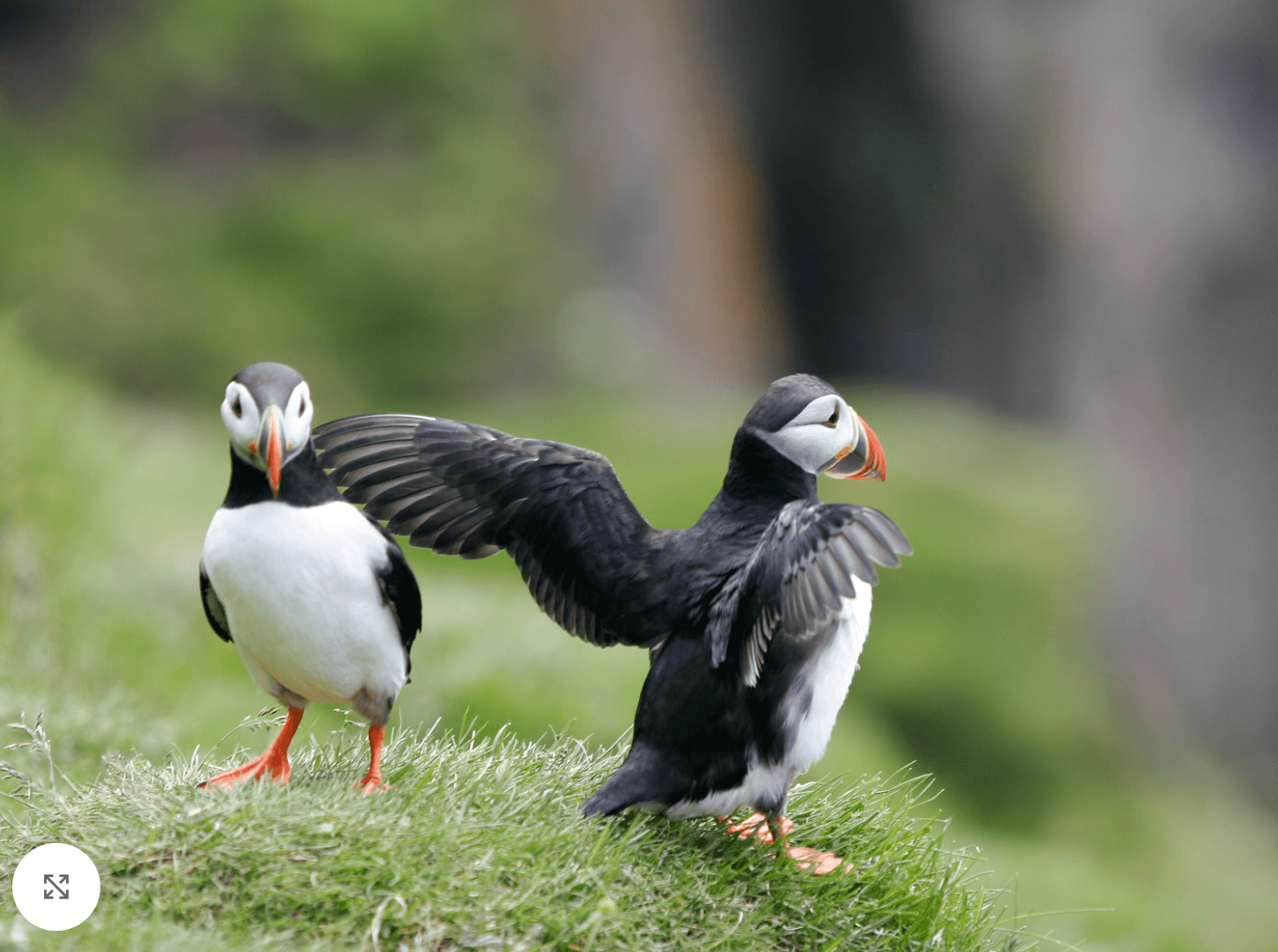 Reykjavík Whales & Puffins - photo 13