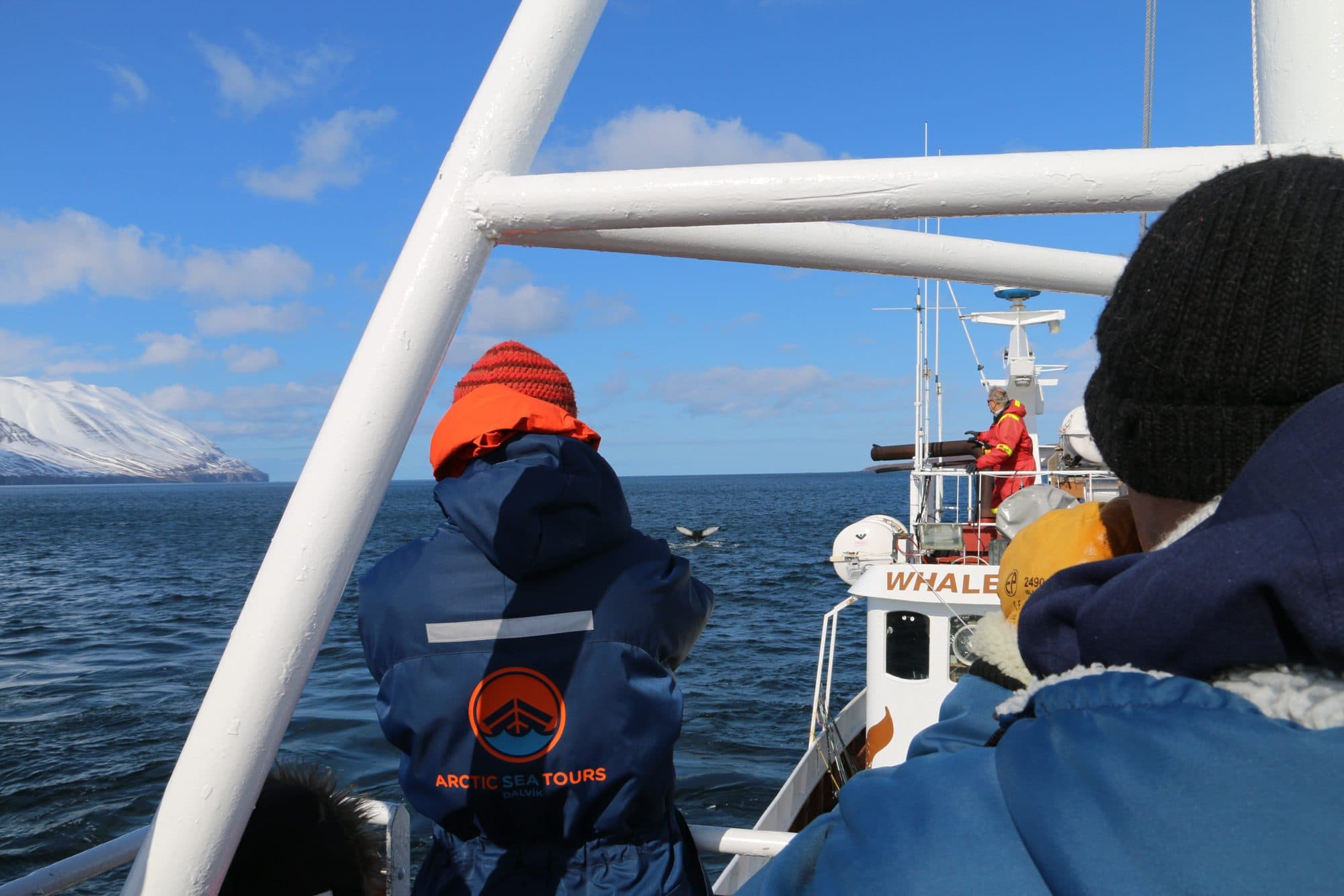 Classic Whale Watching from Dalvík