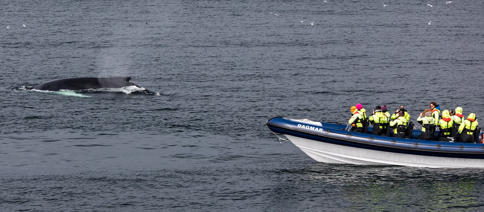 RIB Whale Expedition: 2-Hour High-Speed Adventure - photo 3