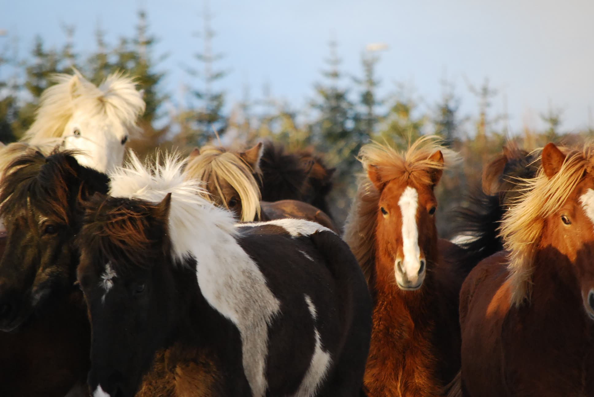 Whales & Horses - photo 4