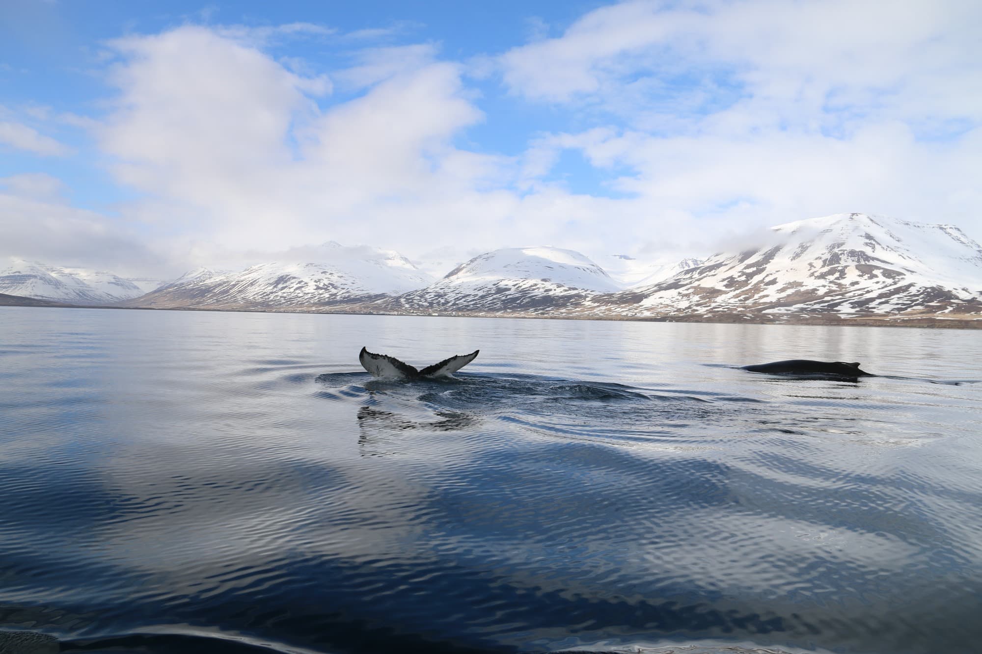 Classic Whale Watching from Dalvík - photo 8