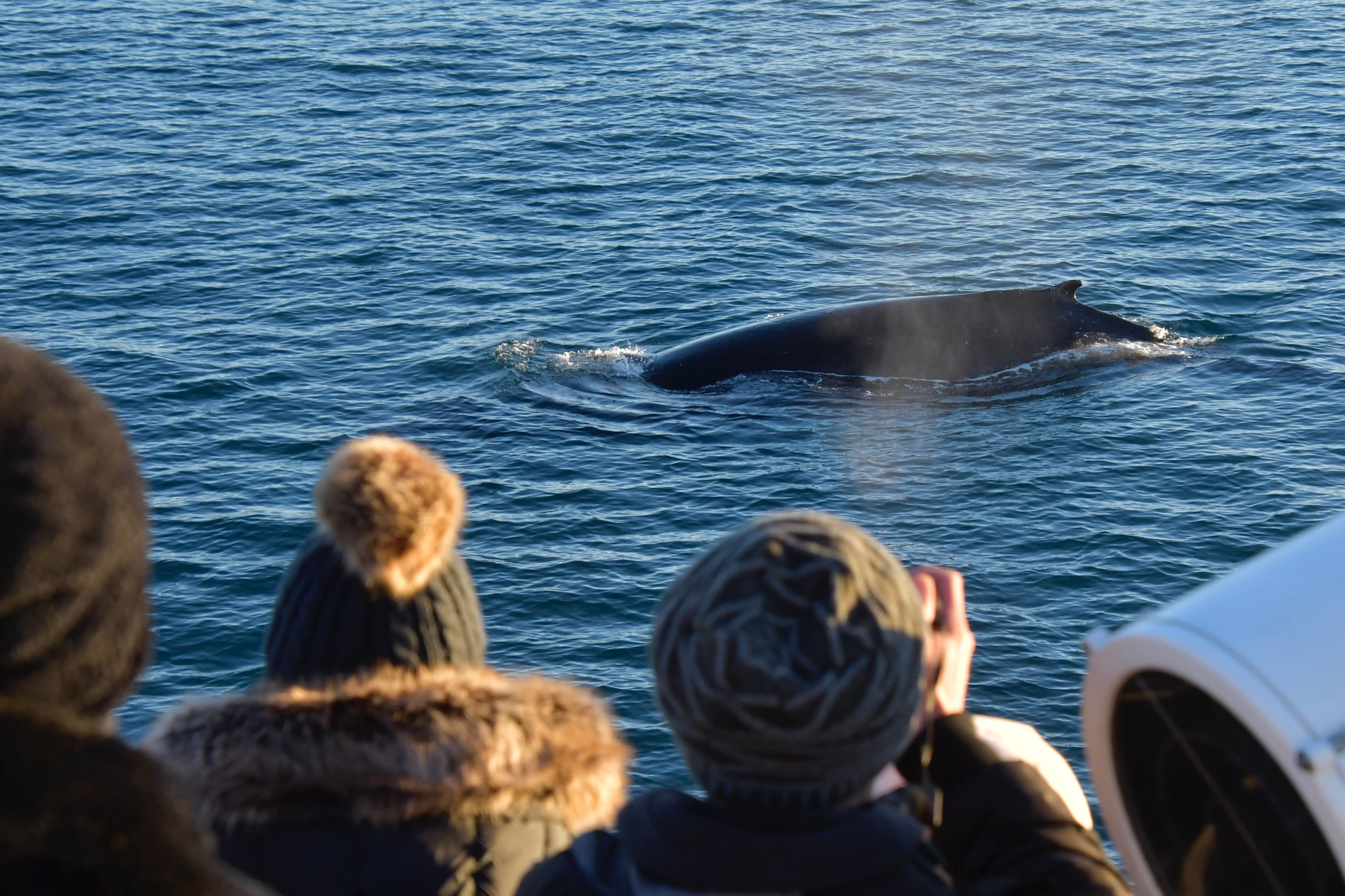 Reykjavík Classic Whale Watching  - photo 36