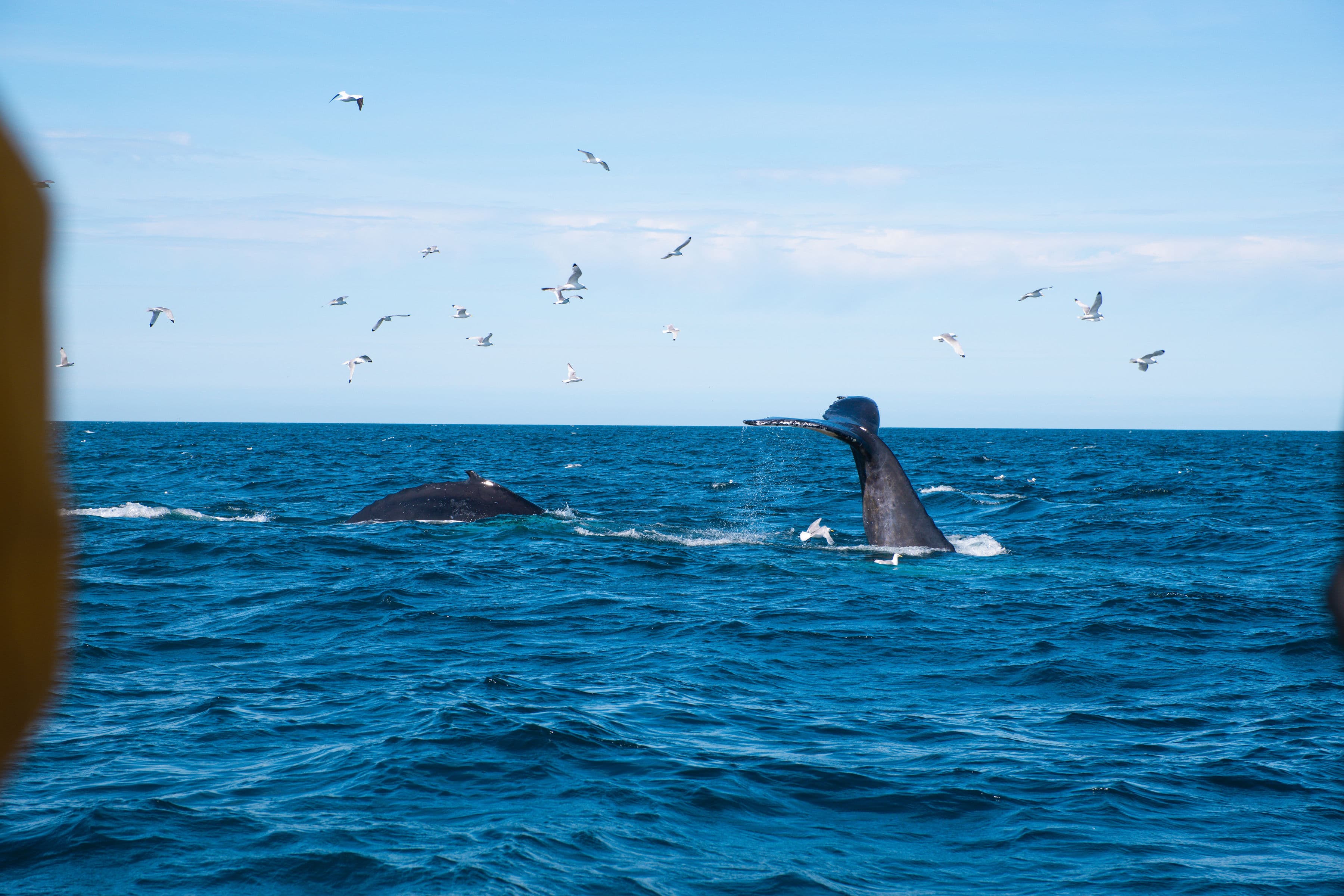 Whale Wonders: Morning Expedition - photo 9
