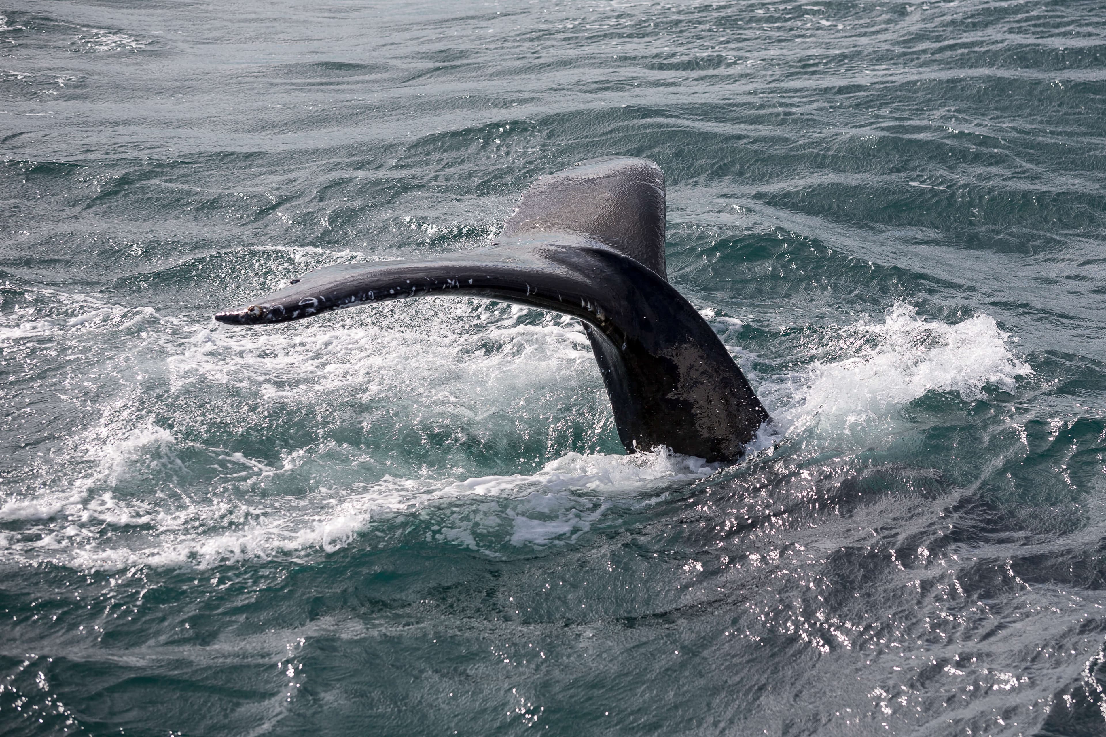 Whale Watching and Puffin Tour: Explore Iceland's Wildlife from Old Harbour in Downtown Reykjavik - photo 9