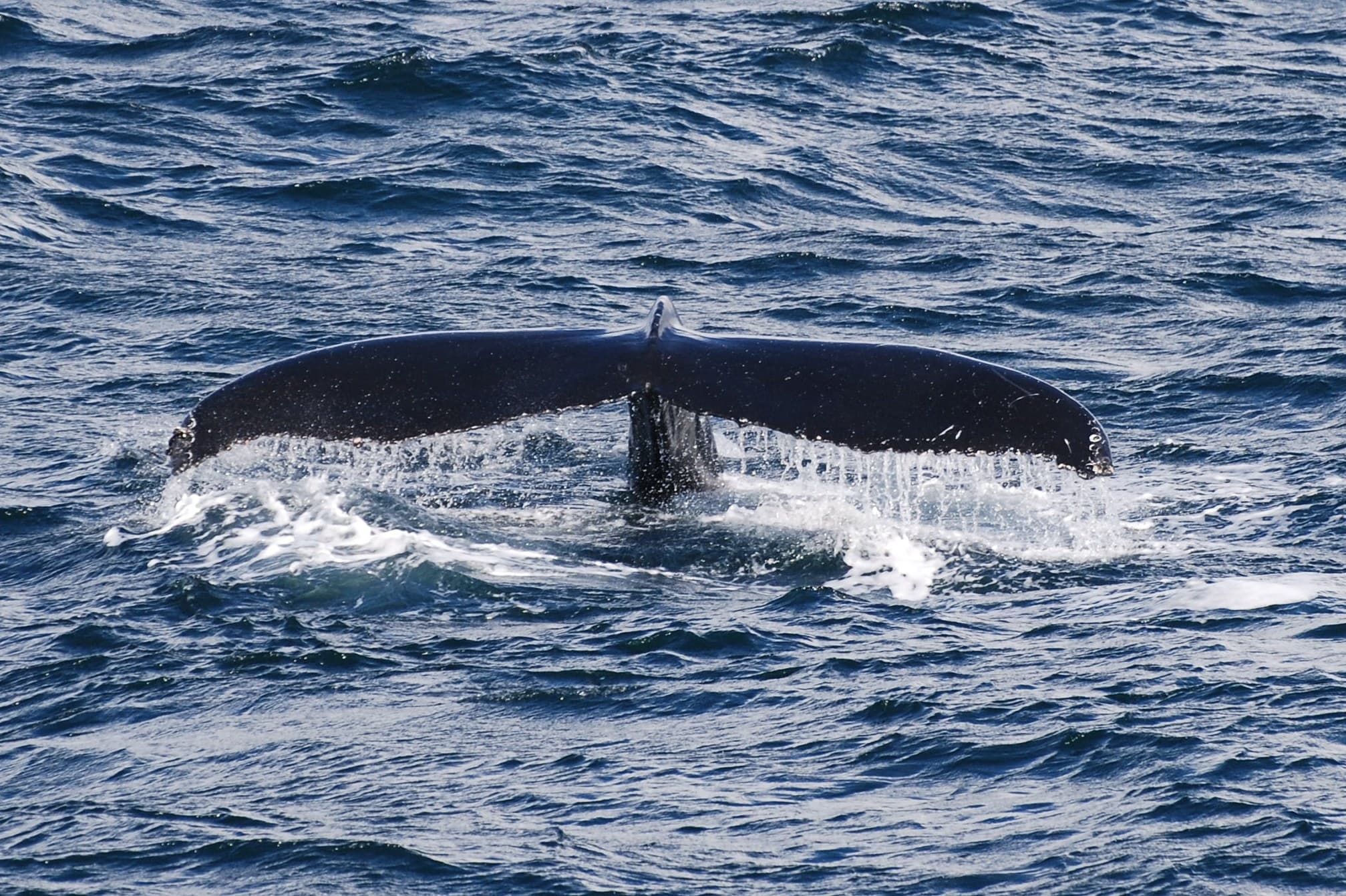Whales & Puffins - photo 2