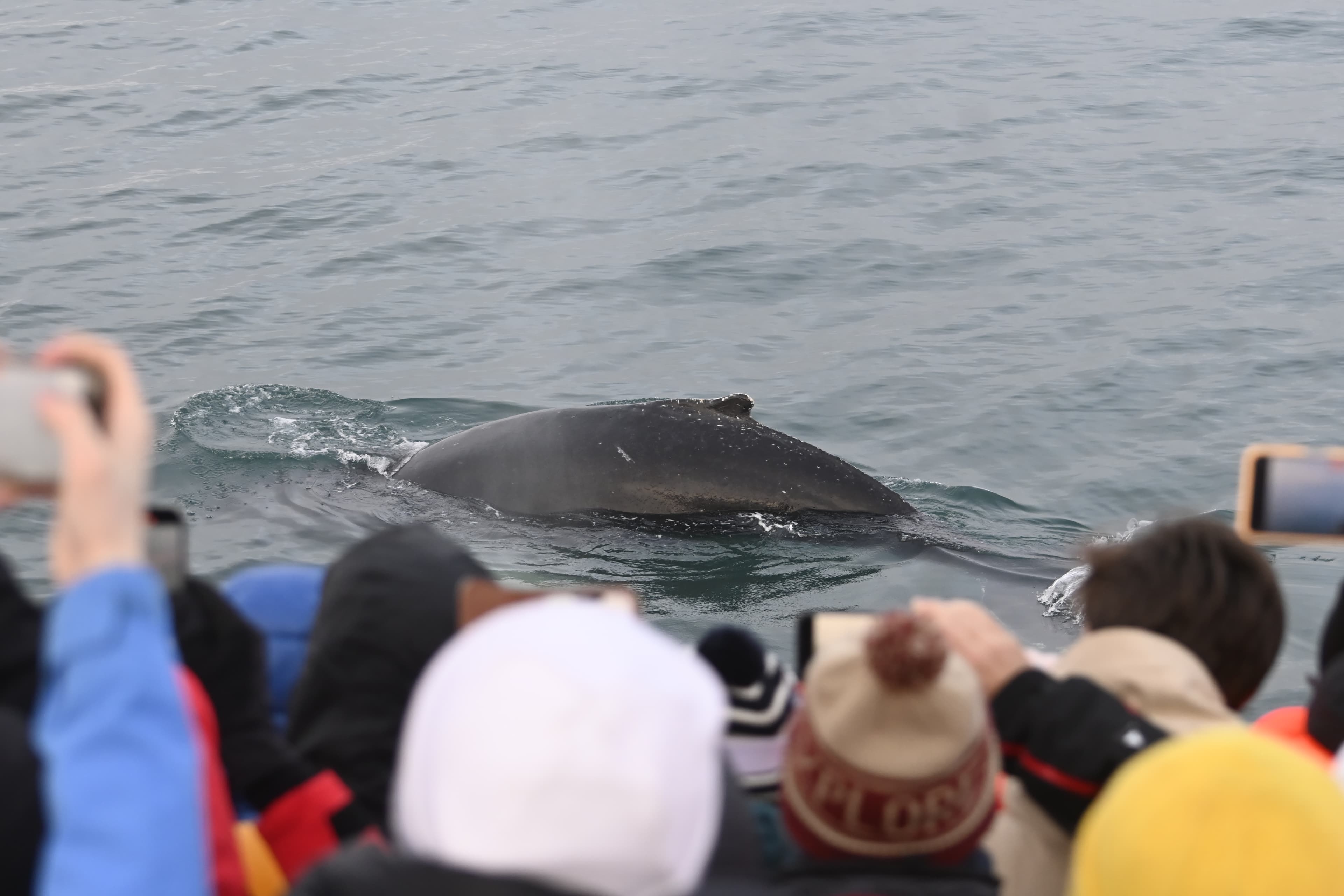Reykjavík Whales & Diving - photo 11