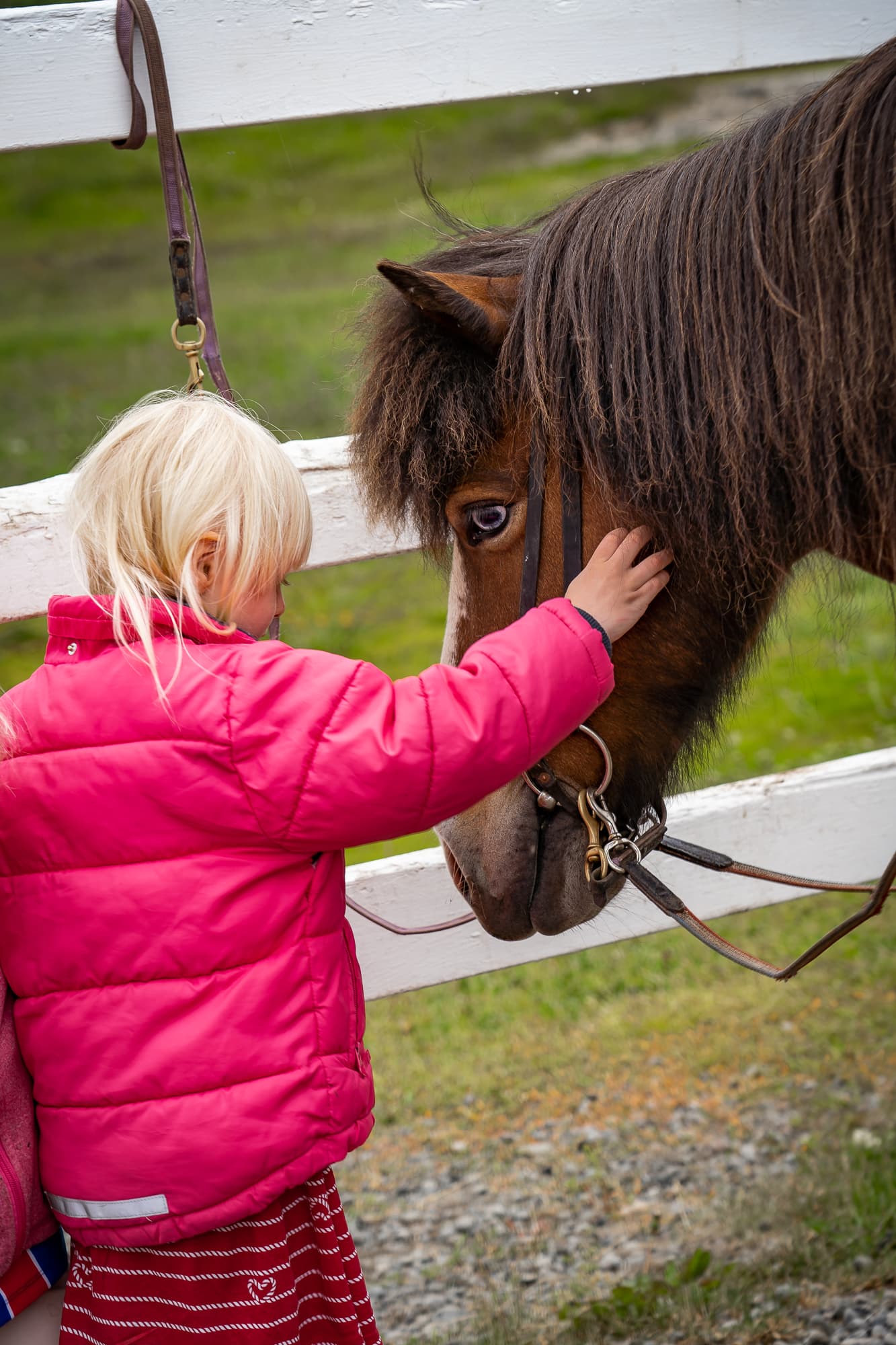 Date the Icelandic Horse - photo 2