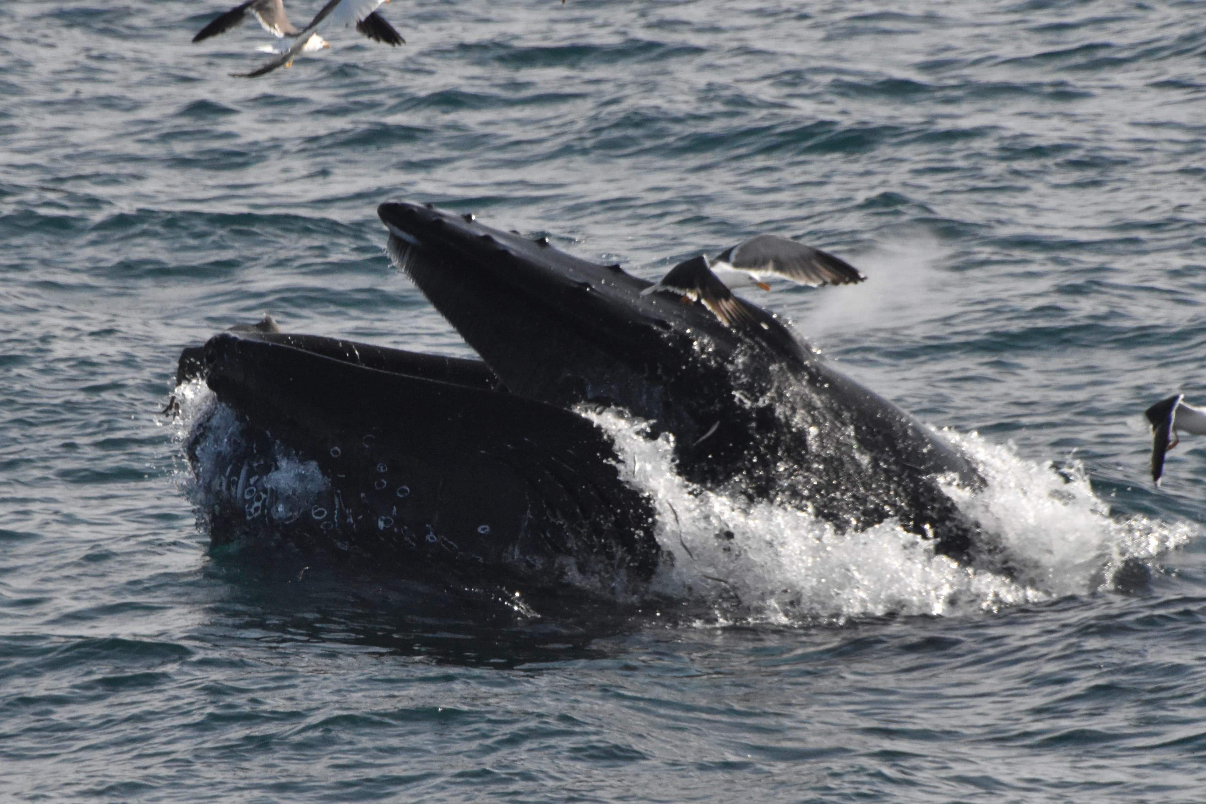 Whales & Lava Show - photo 9