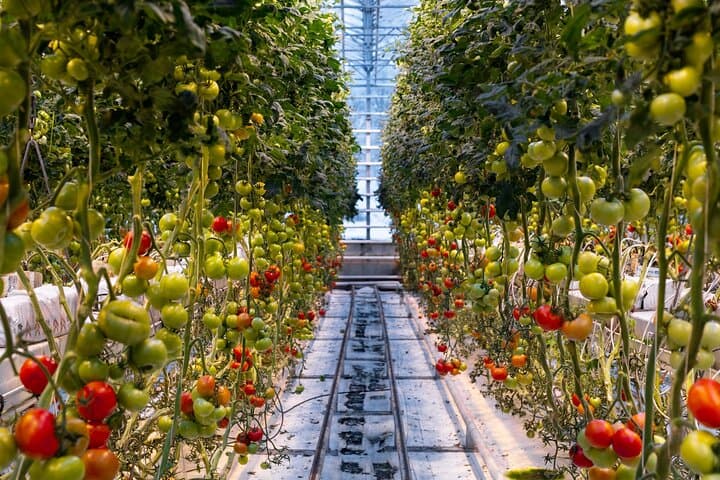 Golden Circle and Lunch at Fridheimar Tomato Farm - with photos - photo 8