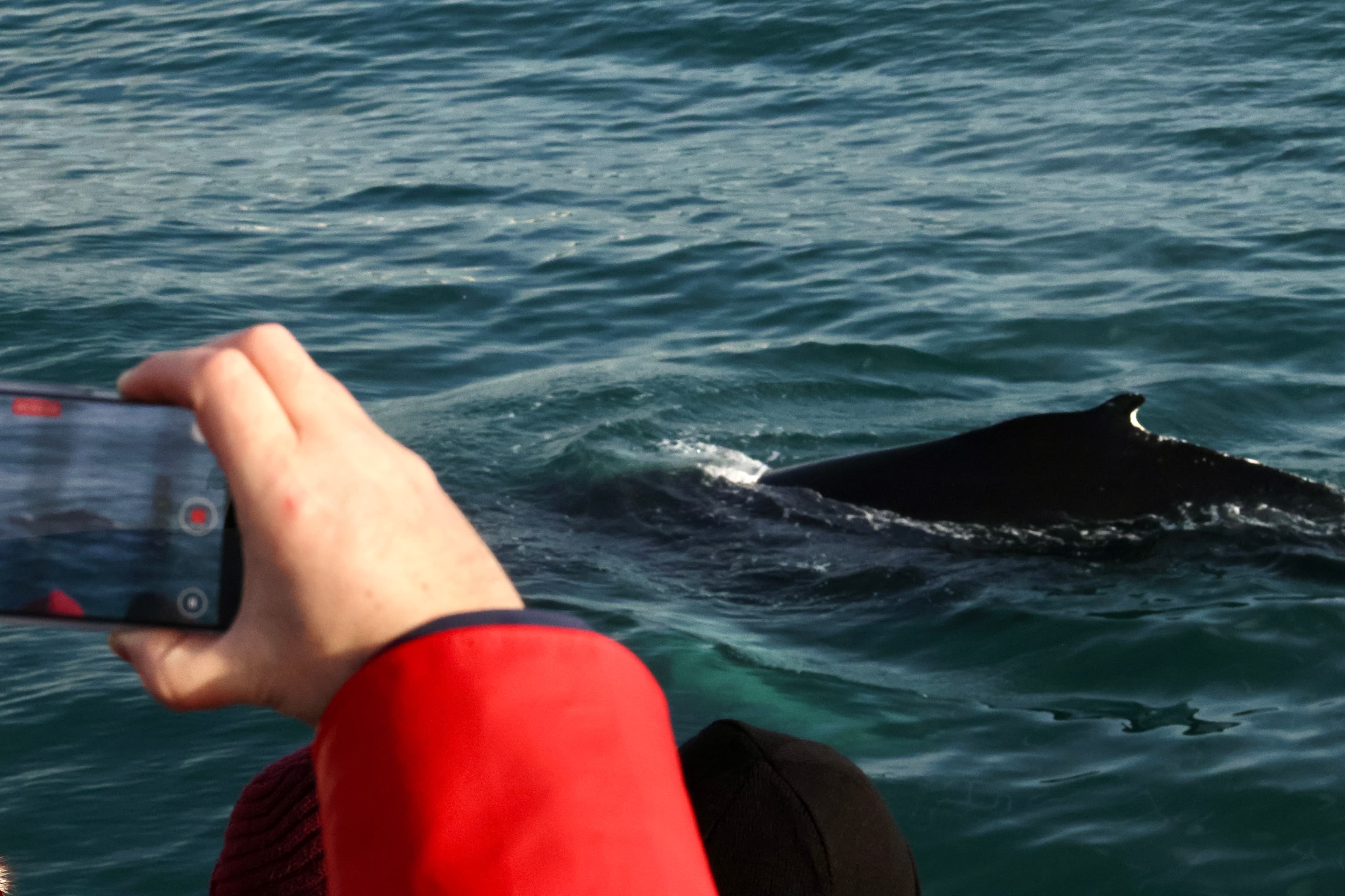 Reykjavík Whales & ATV - photo 11
