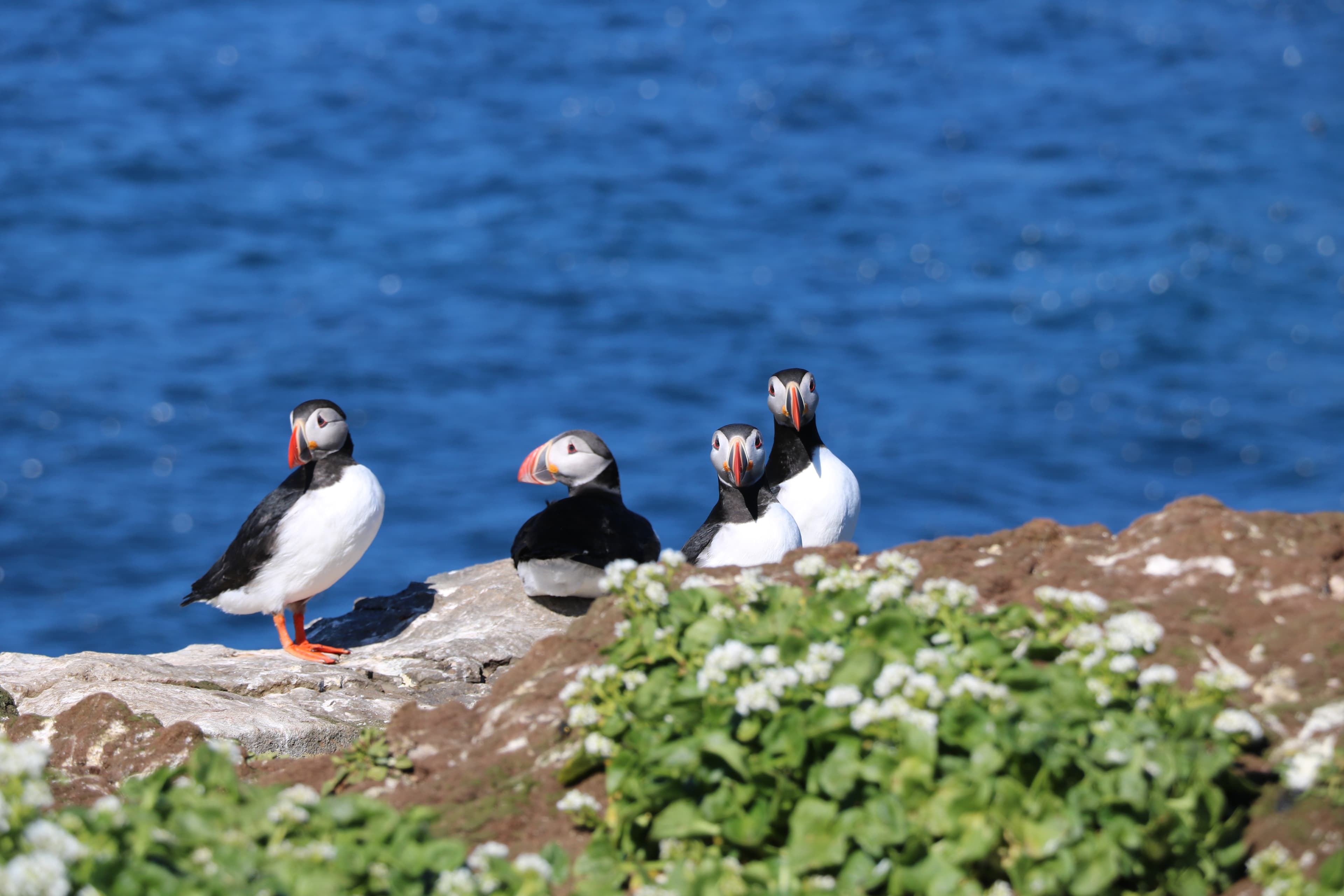 Reykjavík Premium Puffin Watching - photo 10