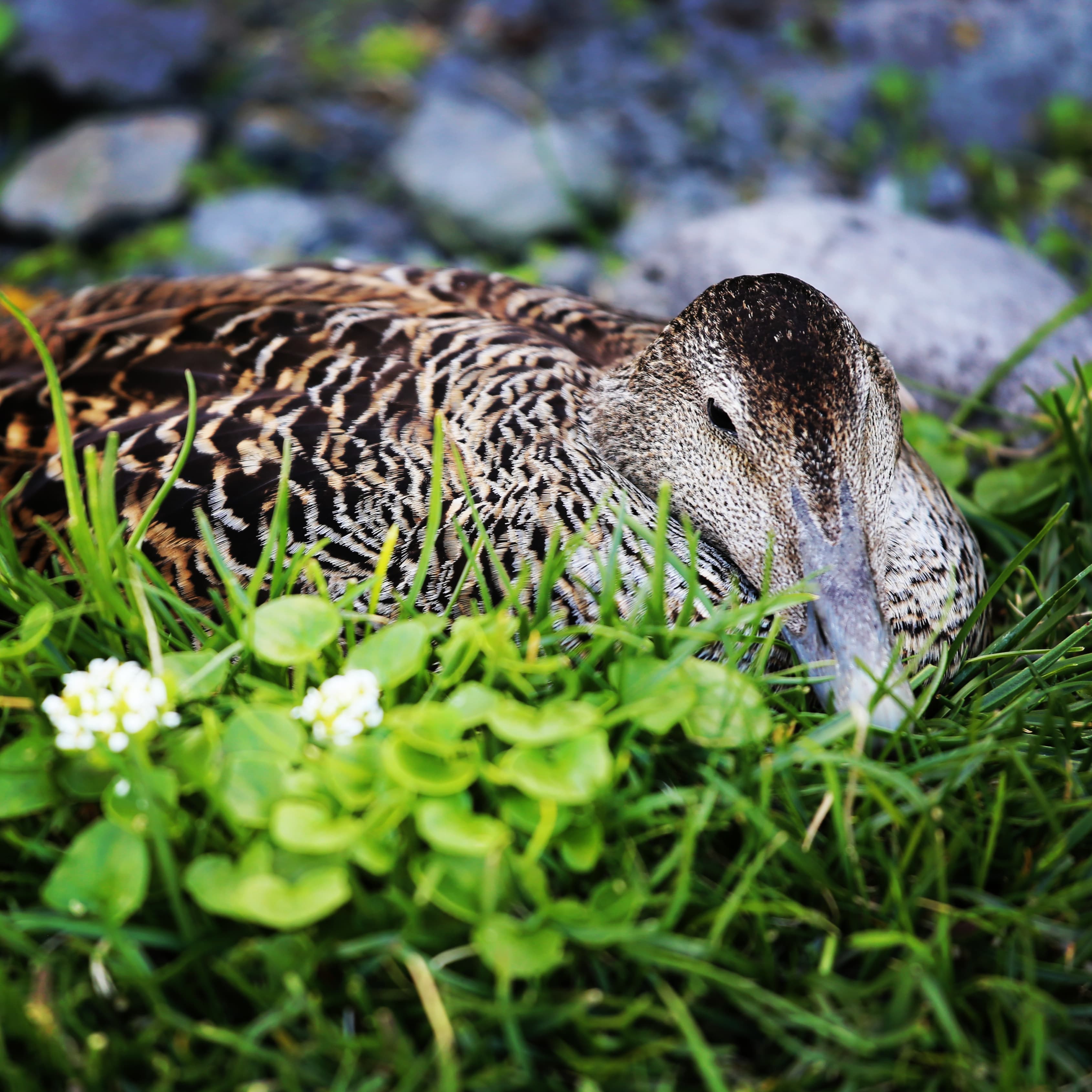 Official Vigur Island Tour (with return boat transfer from Ísafjörður) - photo 8