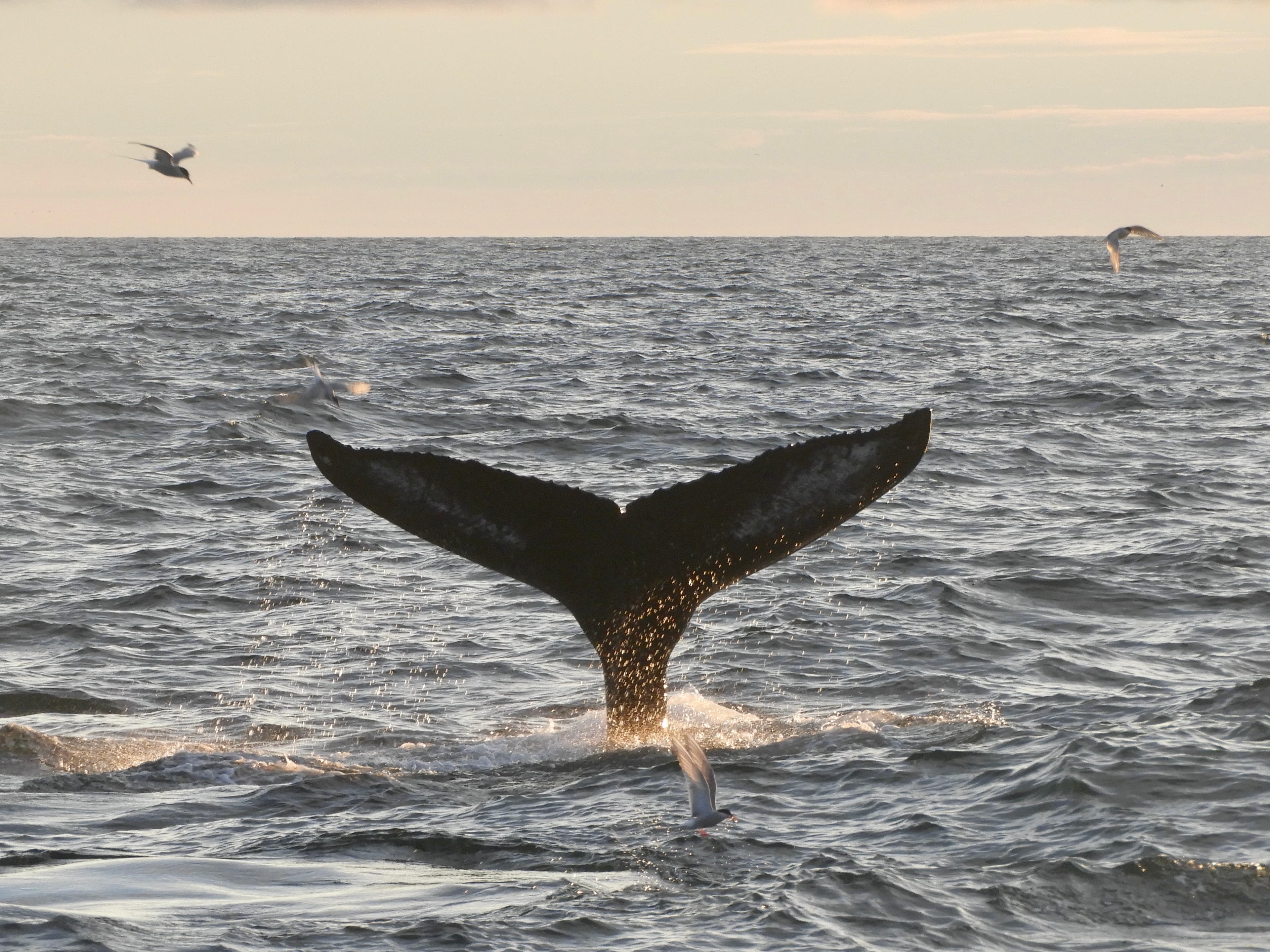 Reykjavík Premium Whales in the Midnight Sun - photo 21