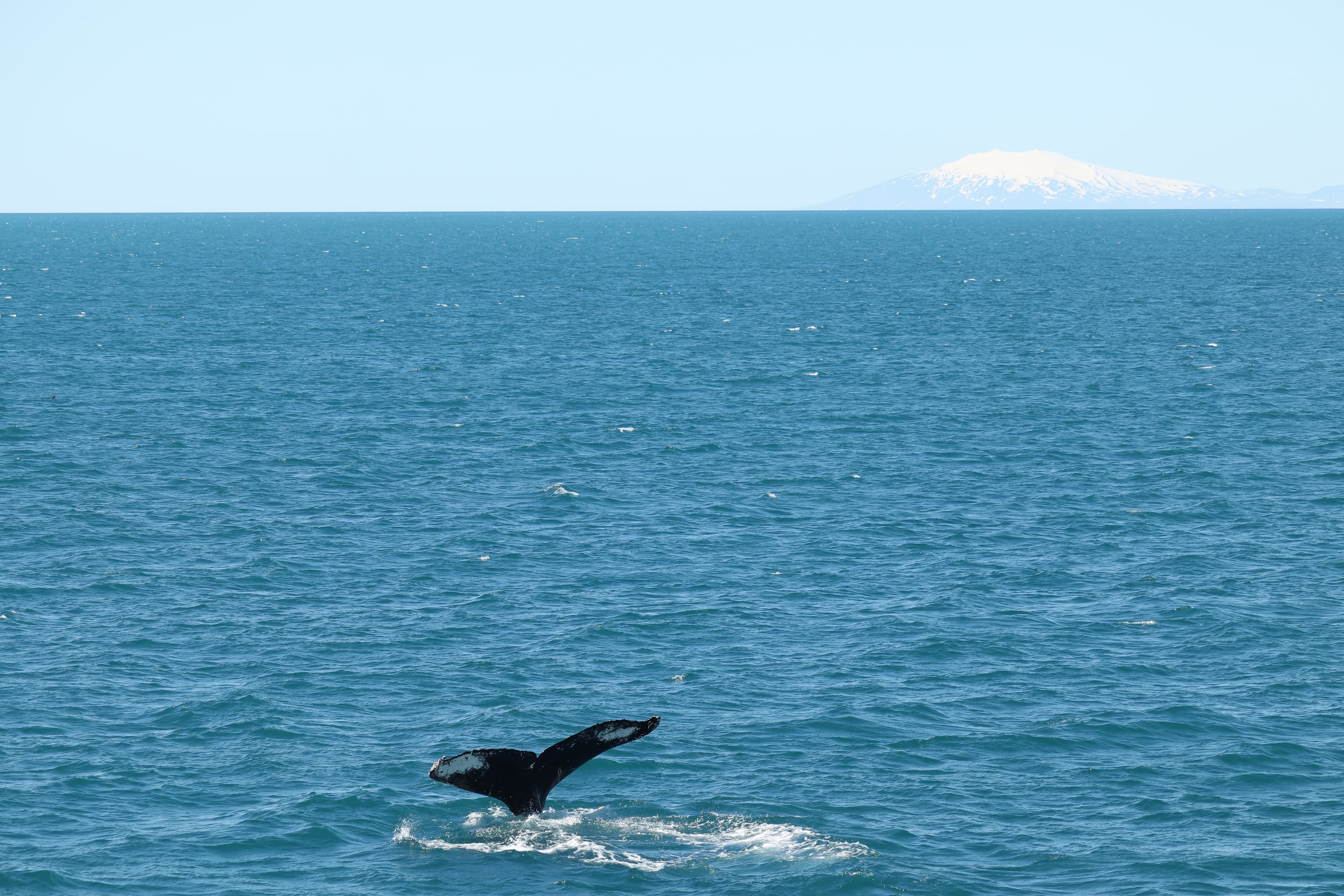 Whale Wonders: Morning Expedition - photo 11