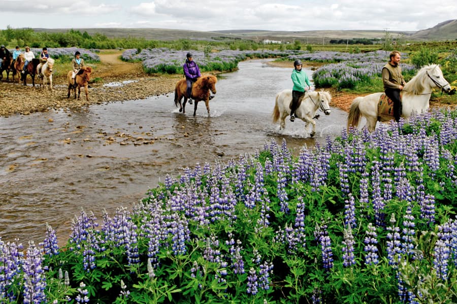 Silfra Snorkeling - with underwater photos & Horseback riding - photo 18