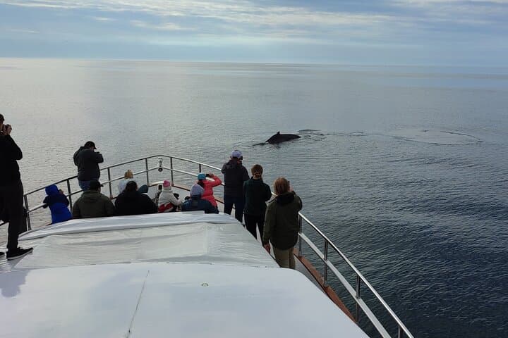 Whale Watching & Dolphin Yacht Cruise - photo 13