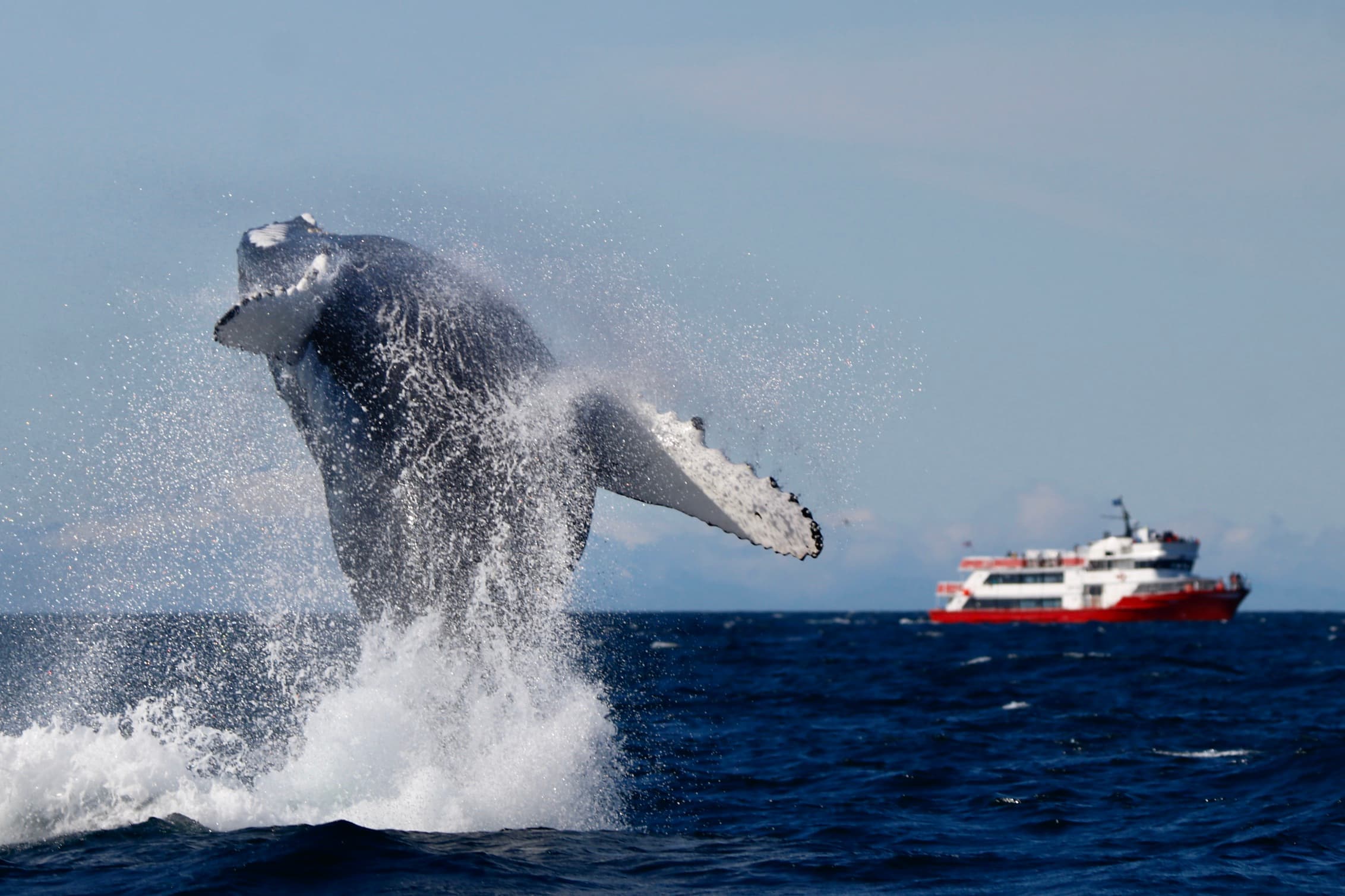 Reykjavík Classic Whale Watching  - photo 7