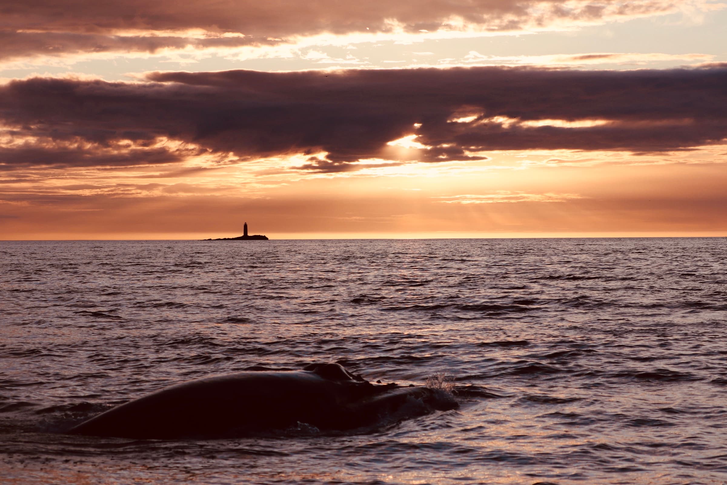 Midnight Sun Whale Watching - photo 2