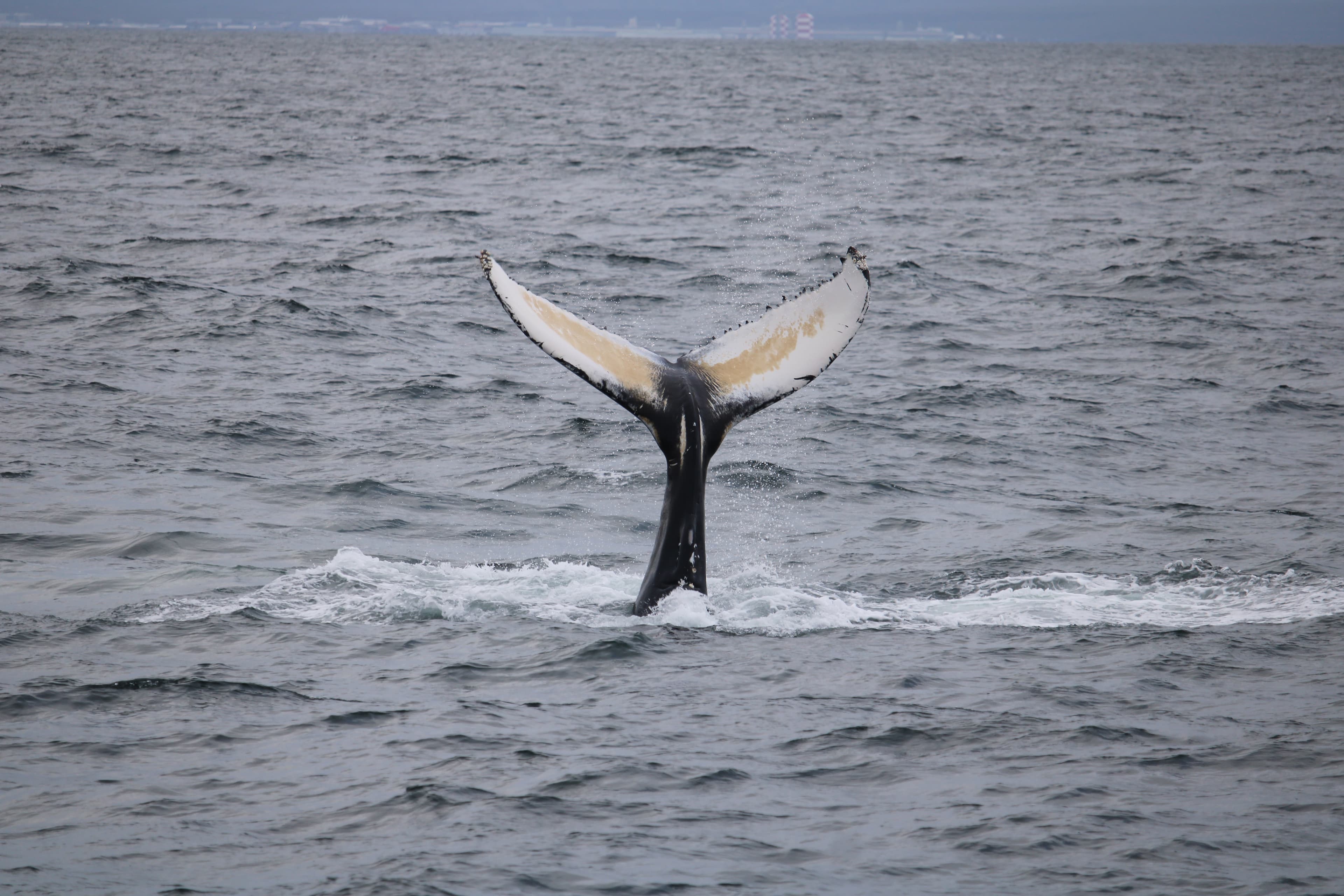Whale Watching tour from Reykjavik - photo 10