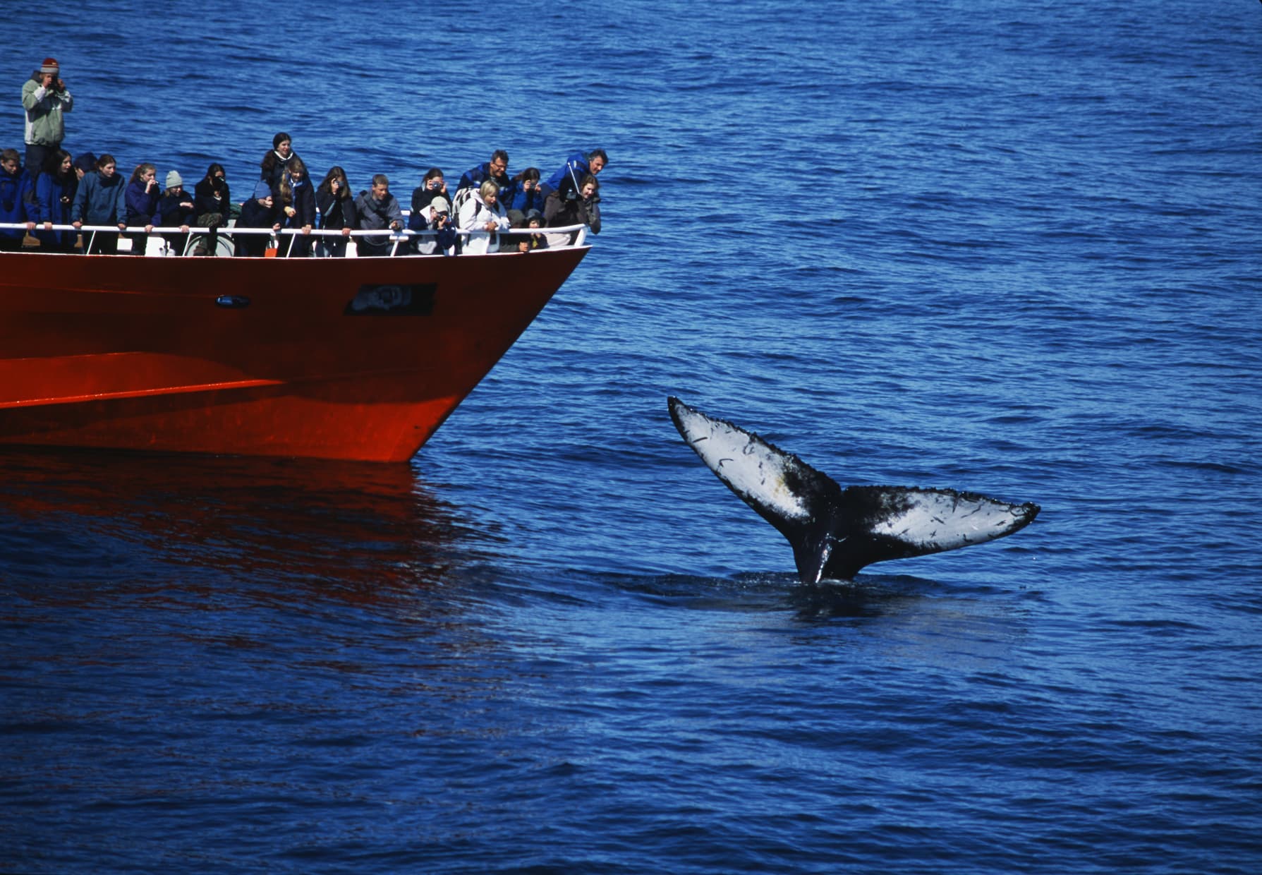 Reykjavík Whales & Snorkeling - photo 4