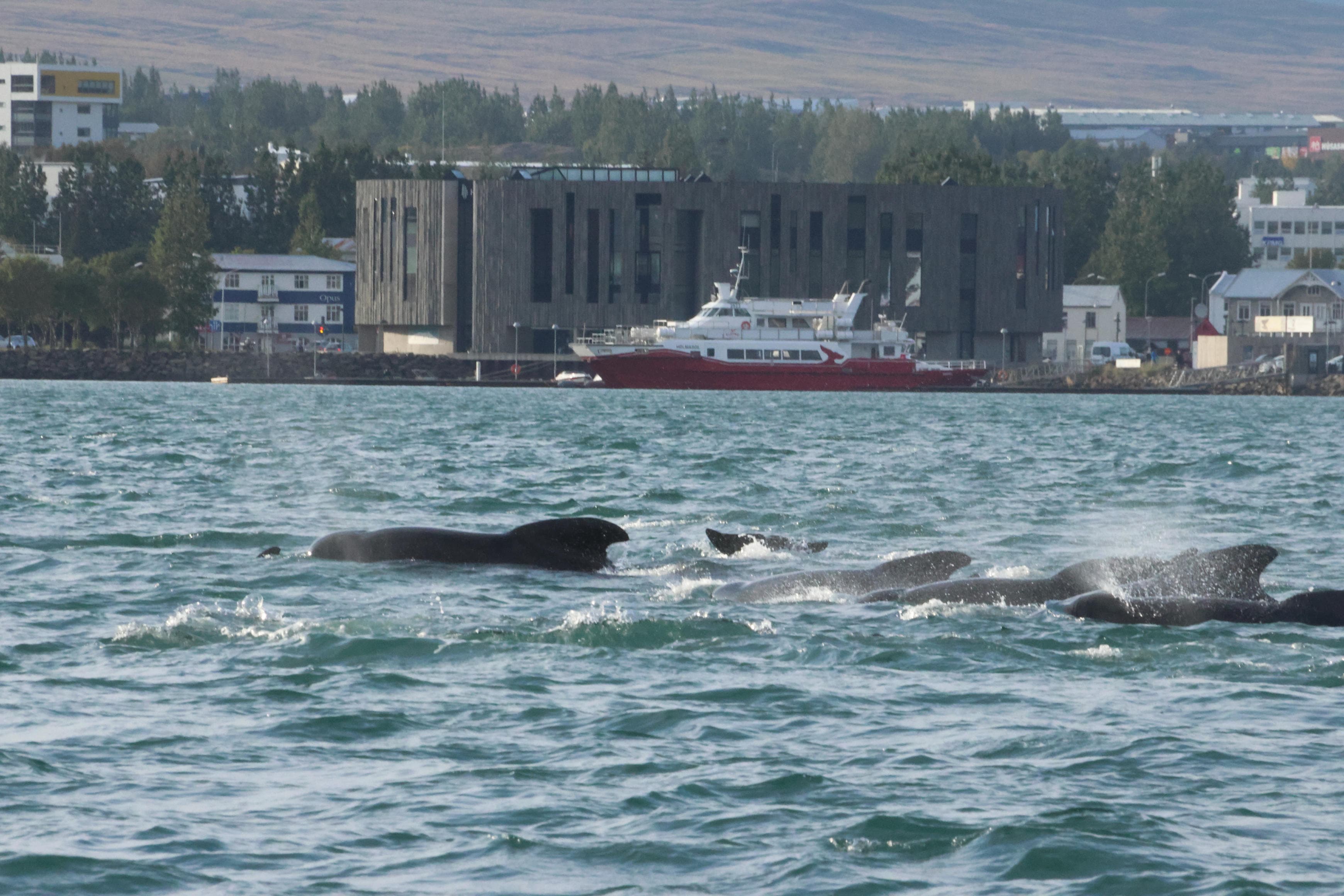 Akureyri Express Whales & Eyjafjord - photo 20
