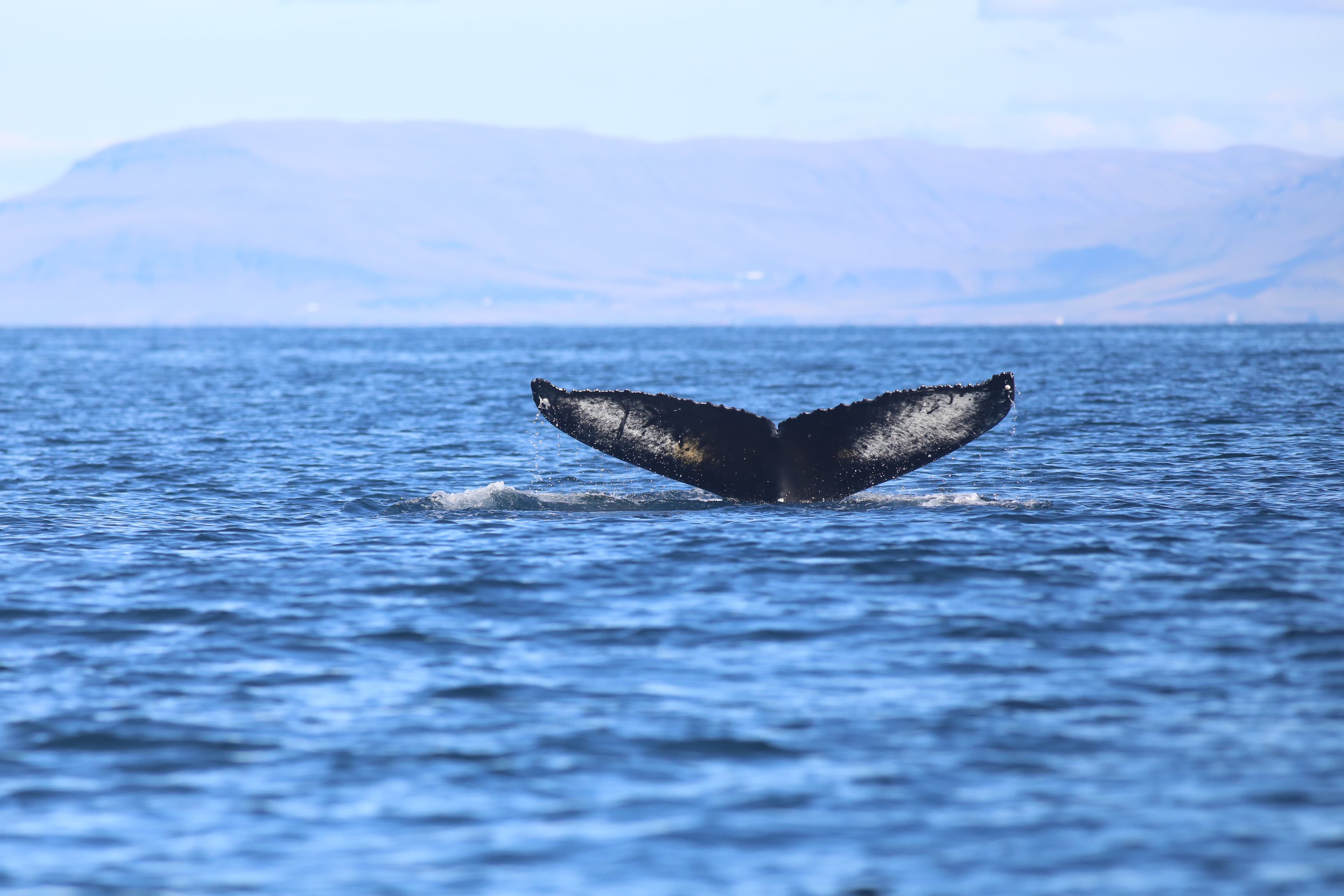 Whale Watching Excursion from Reykjavik & Whales of Iceland Exhibition: Explore the Sea's Giants - photo 8